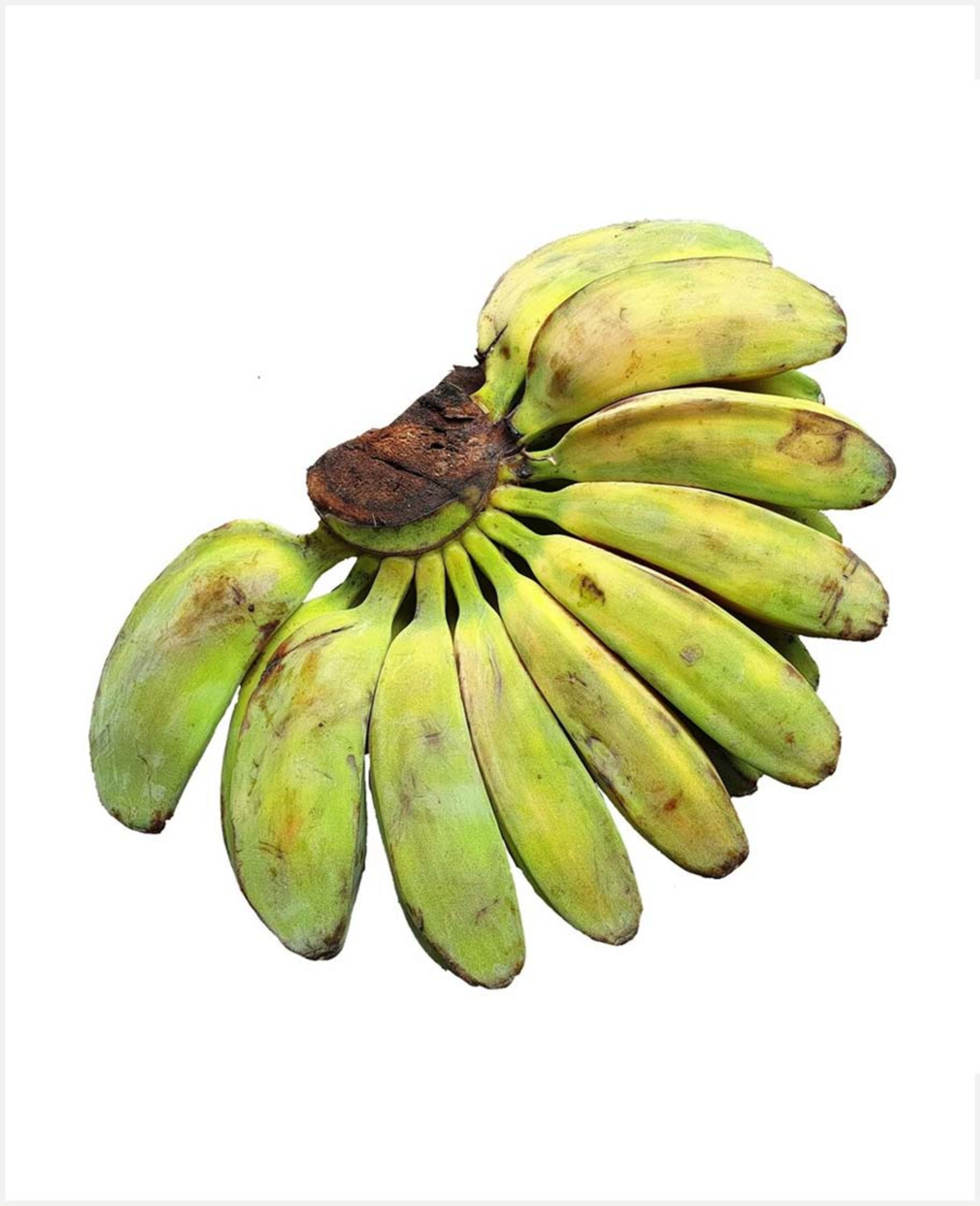Saba Banana Philippines