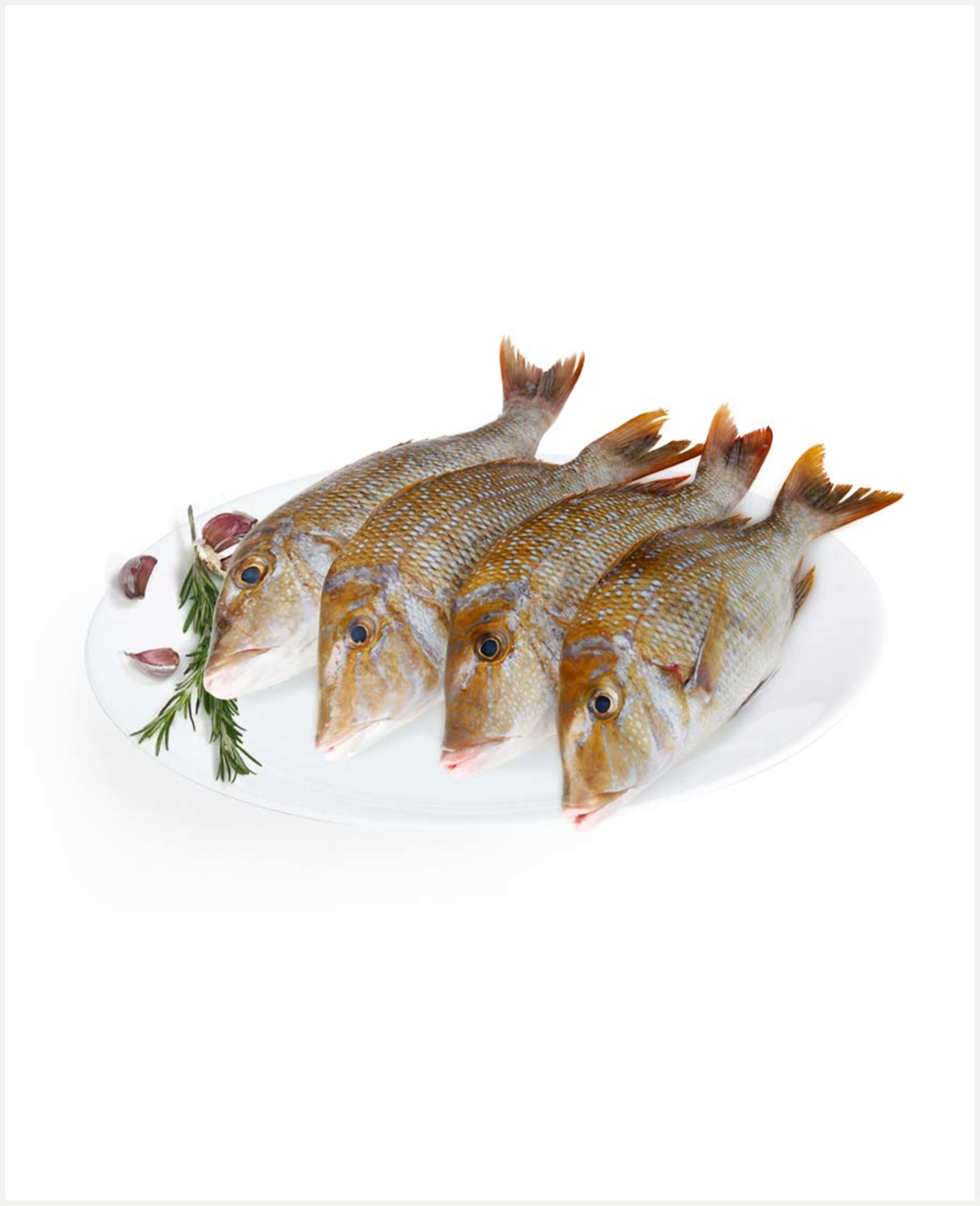 Sherry Fish Medium Qatar - image 3