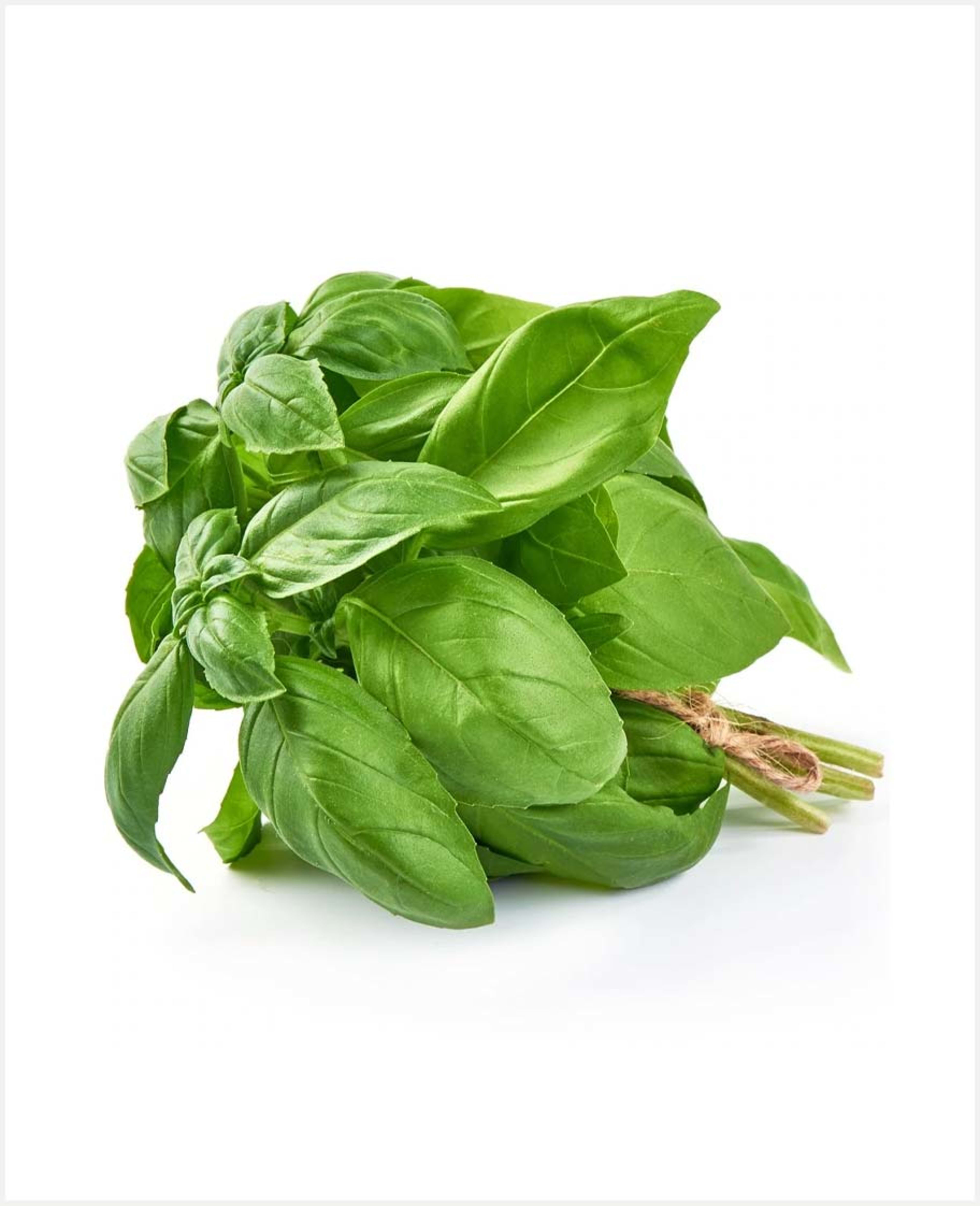 Green Basil (kenya)