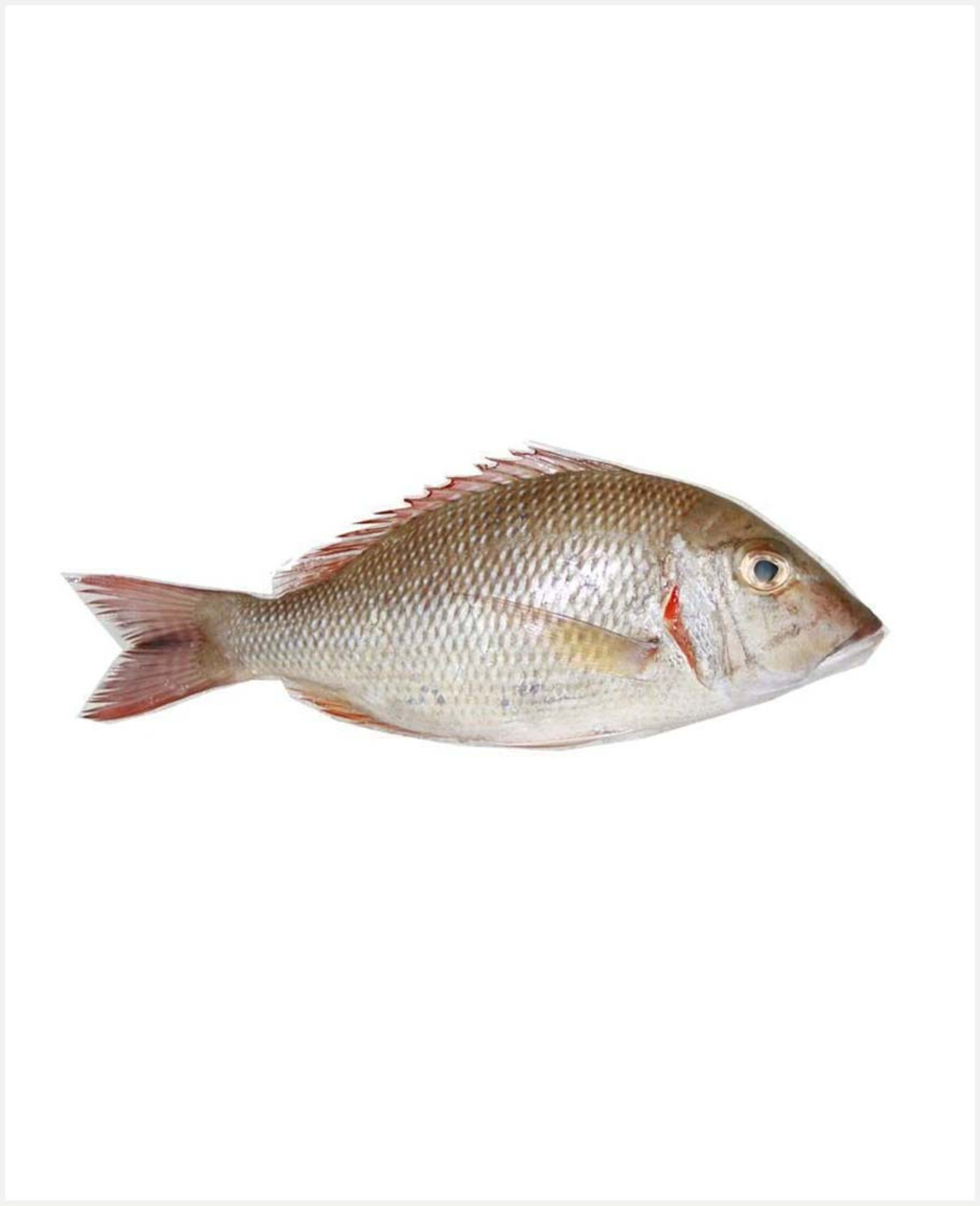 Sherry Fish Medium Qatar
