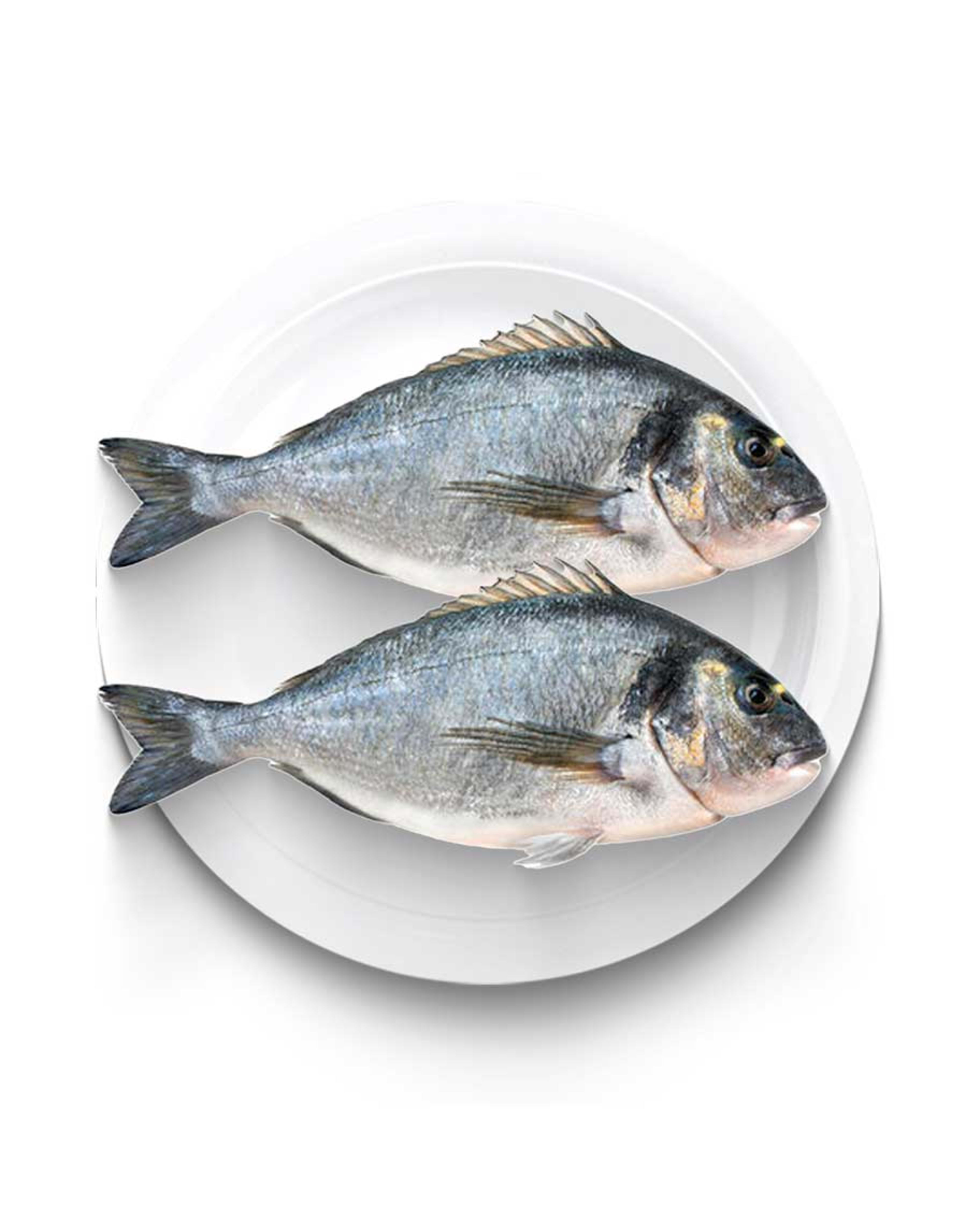 Sea Bream Tunisia