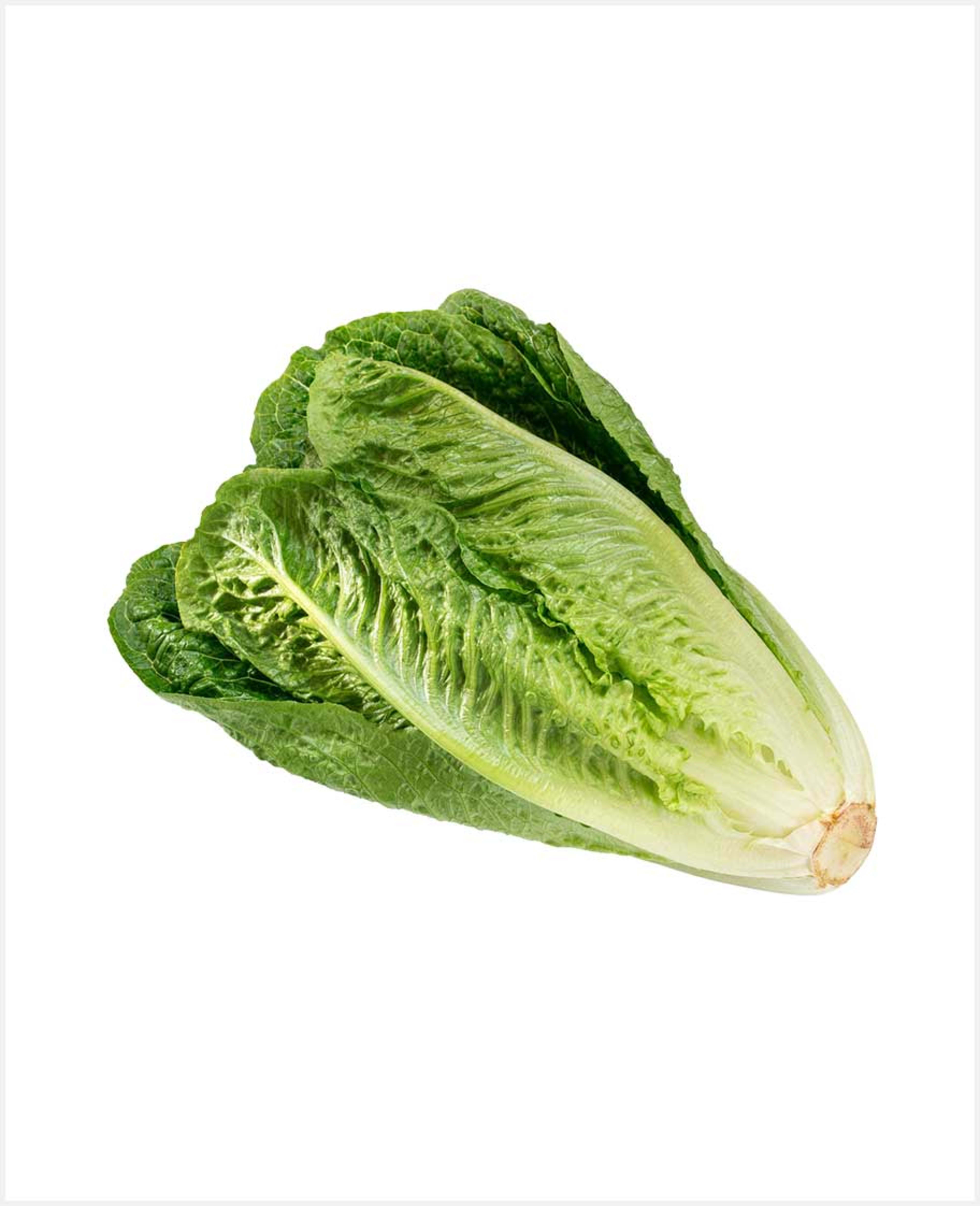 Lettuce Jordan