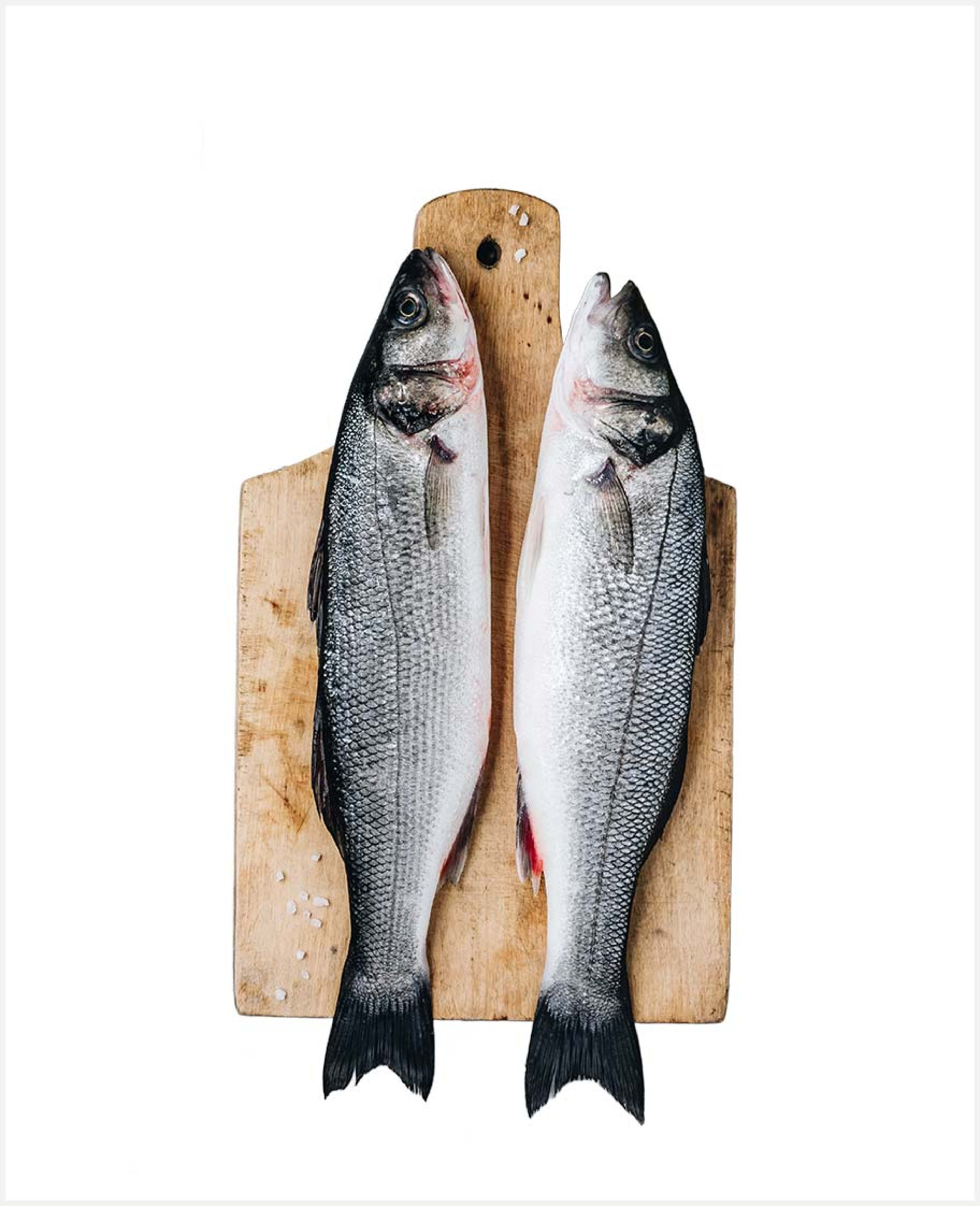 Sea Bass Big