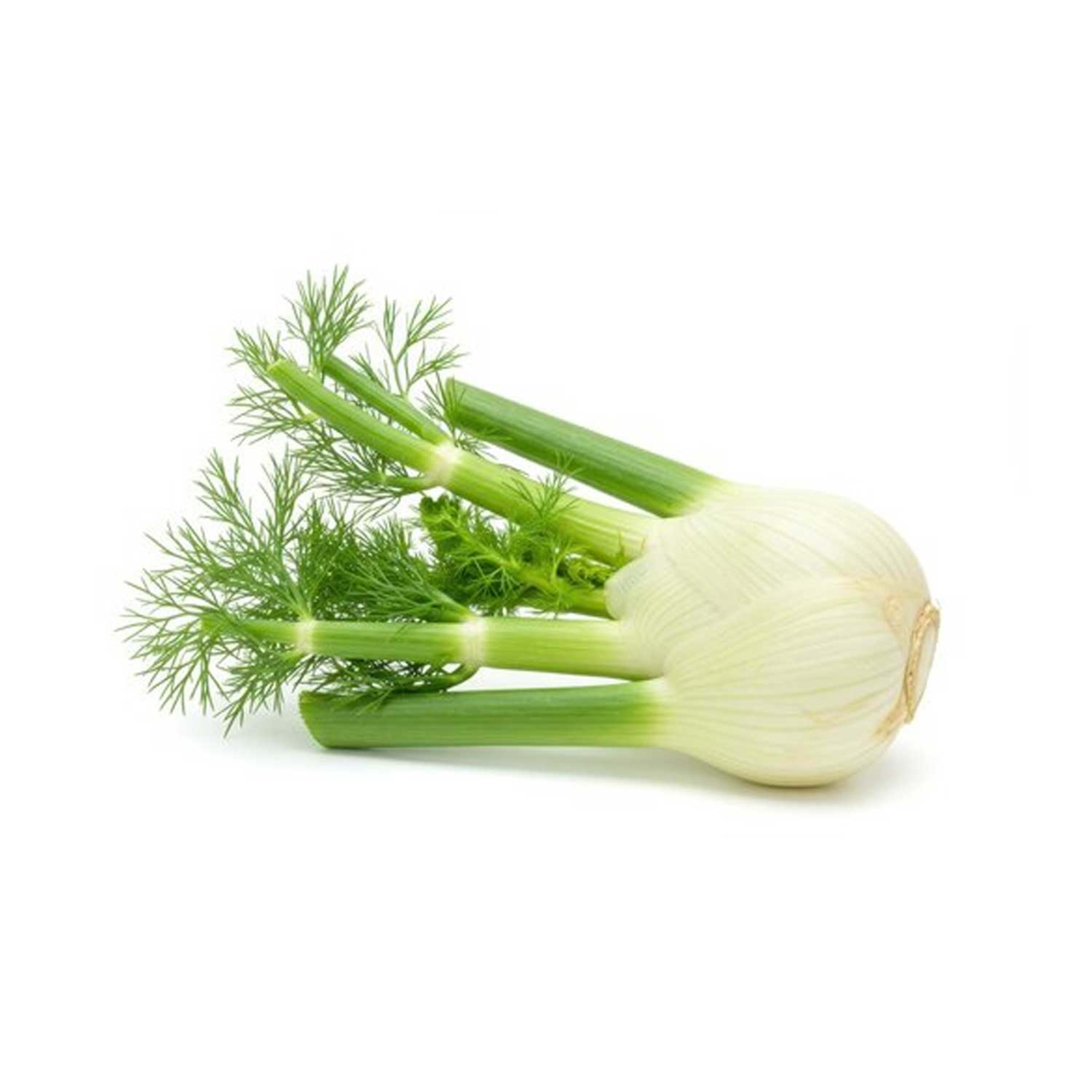 Fennel