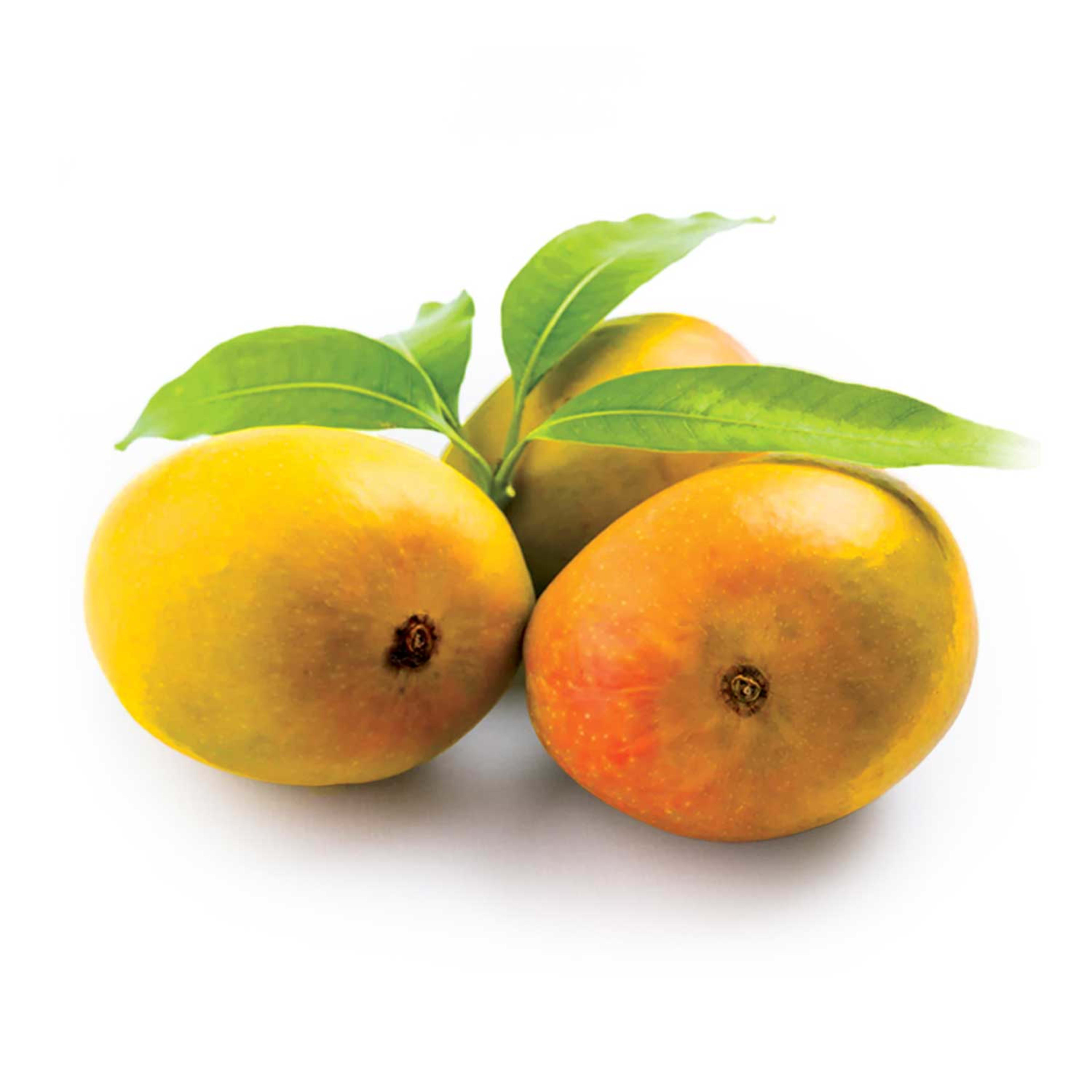 Mango Ratna India