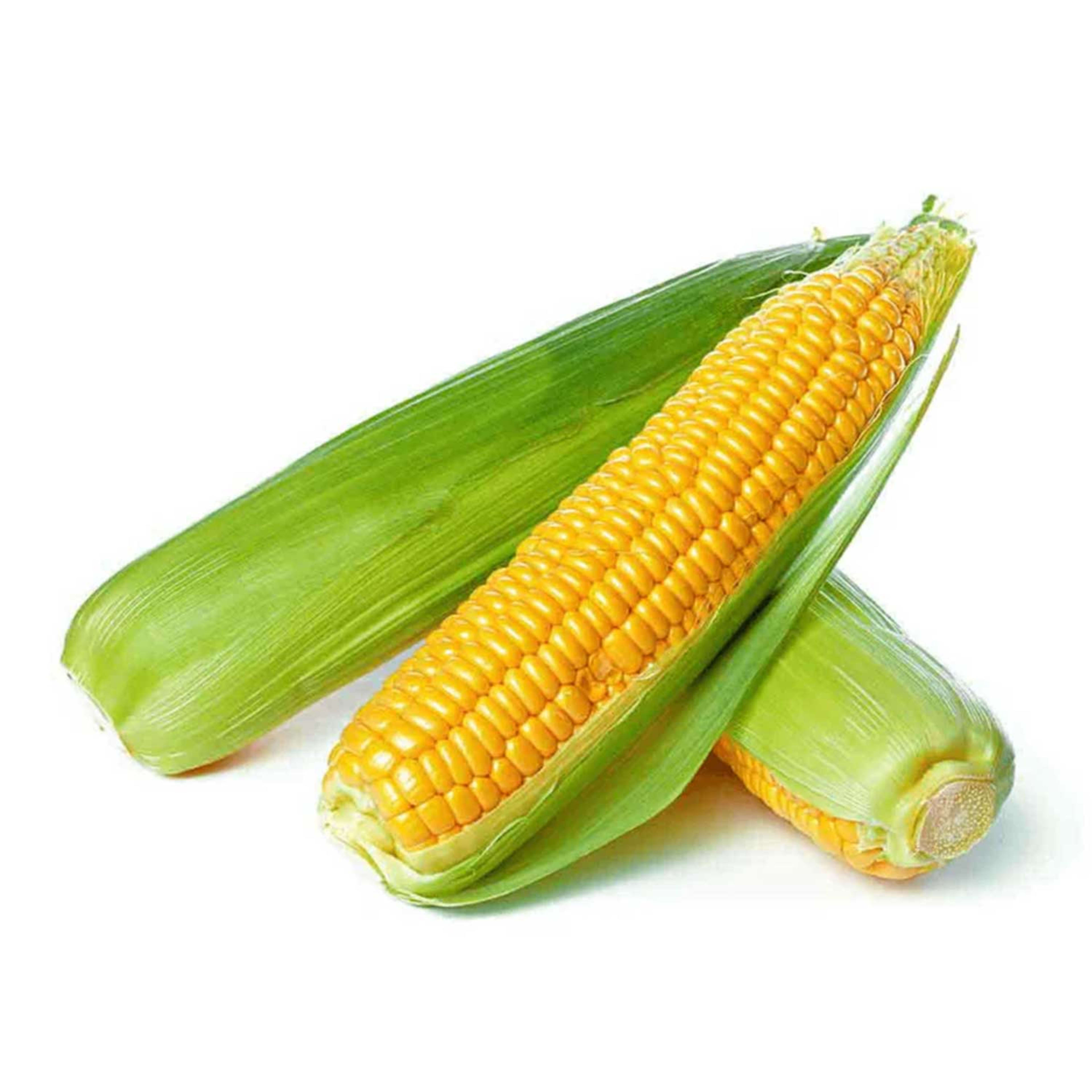 Sweet Corn Oman