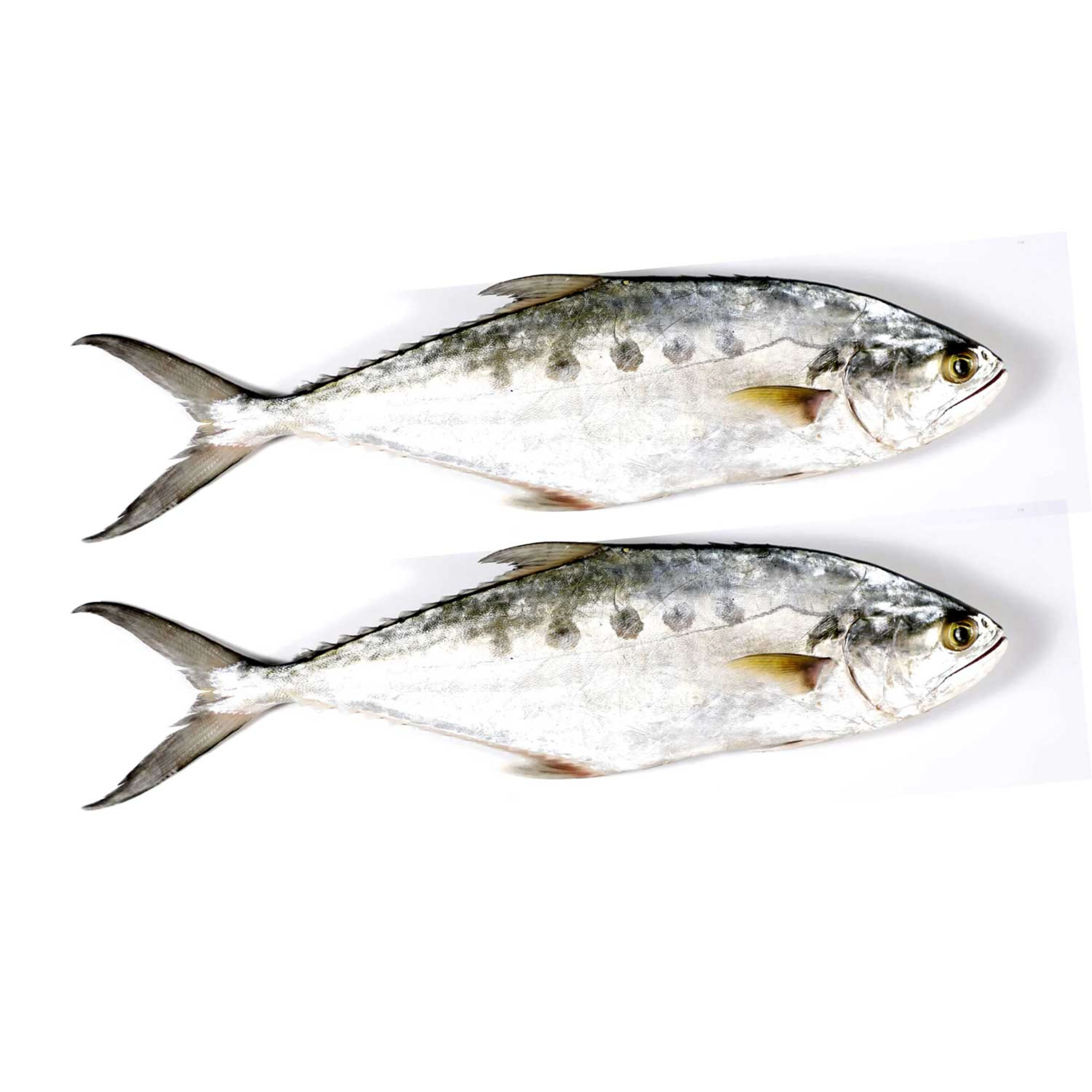 Queen (lahala) Fish