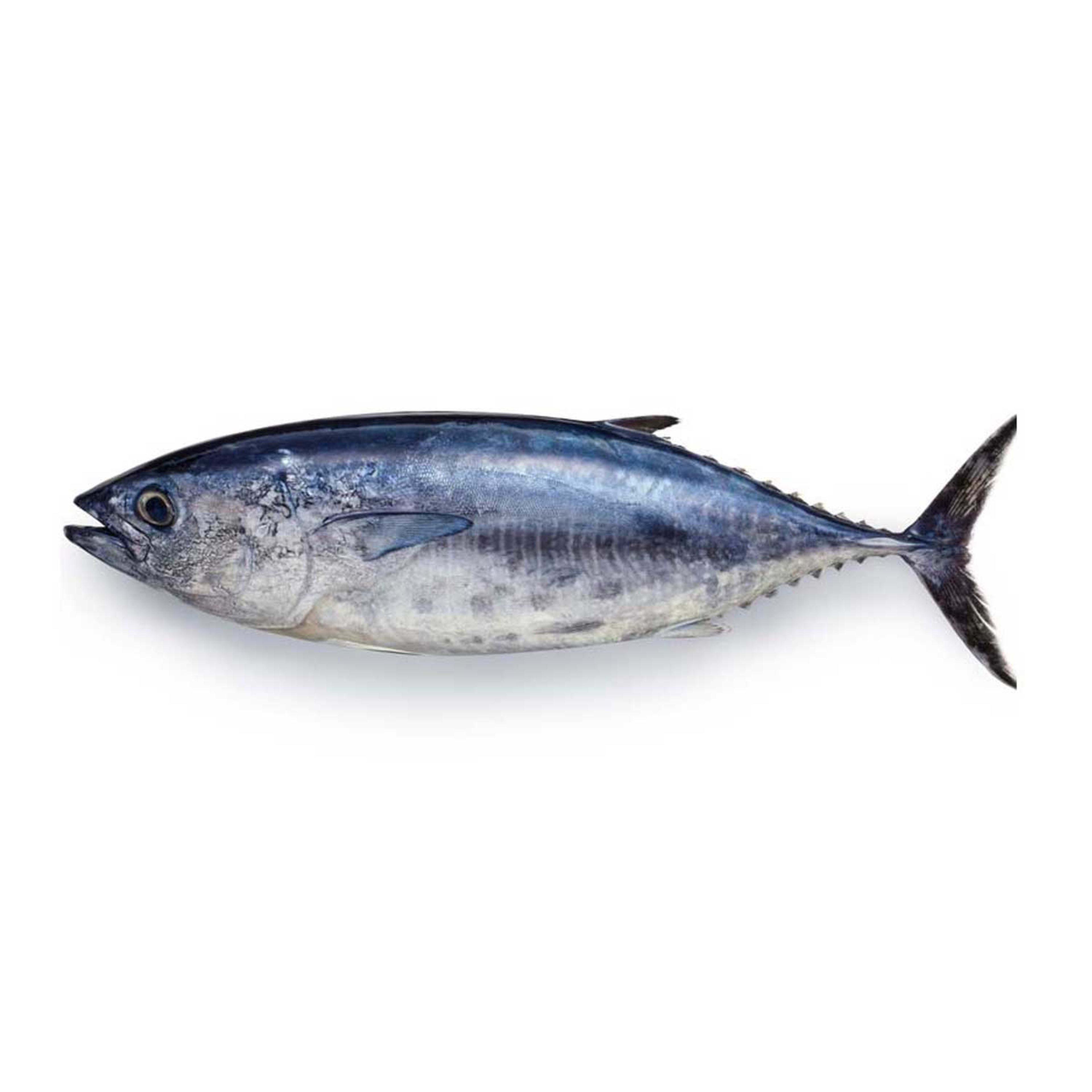 Tuna Fish Big Qatar