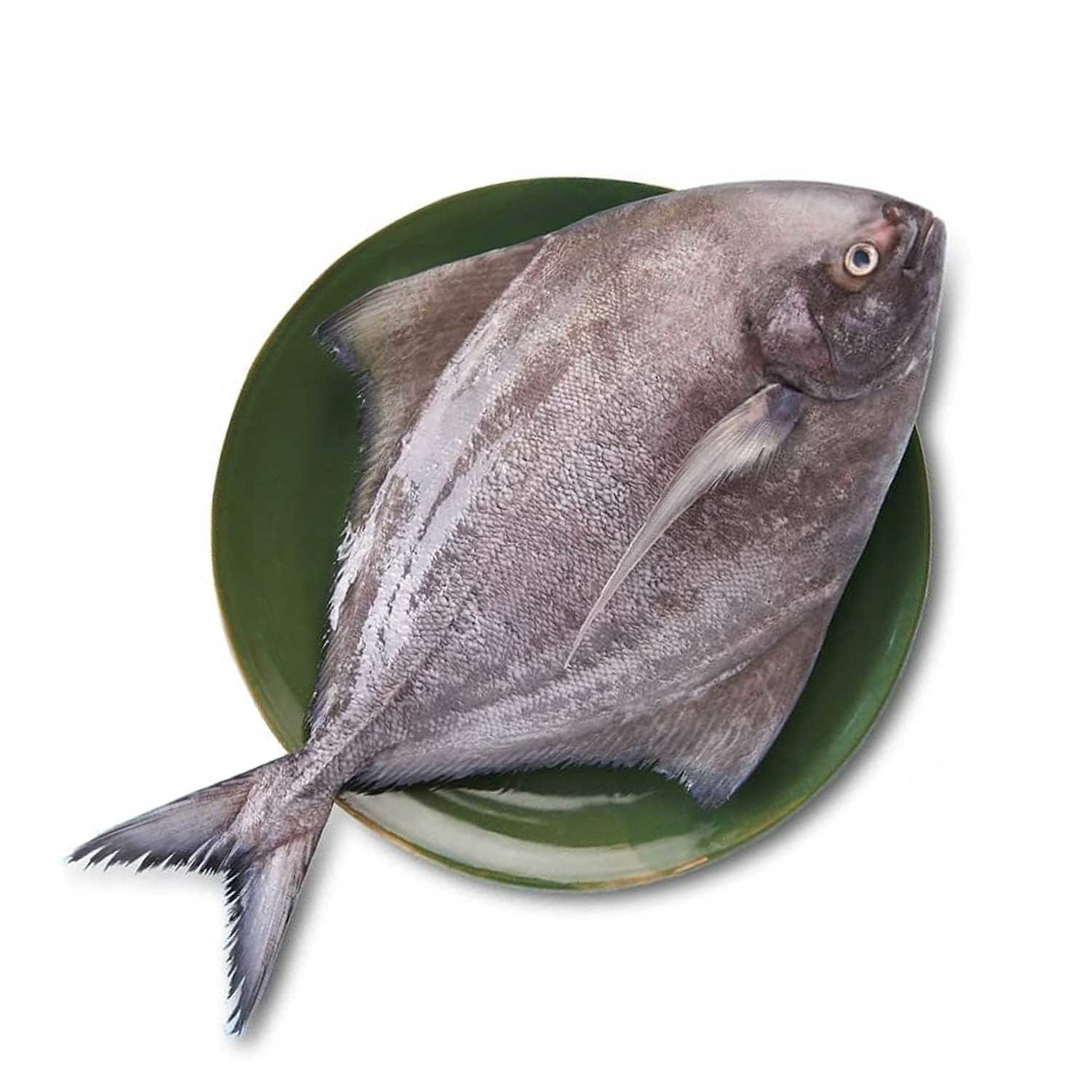 Black Pomfret Fish