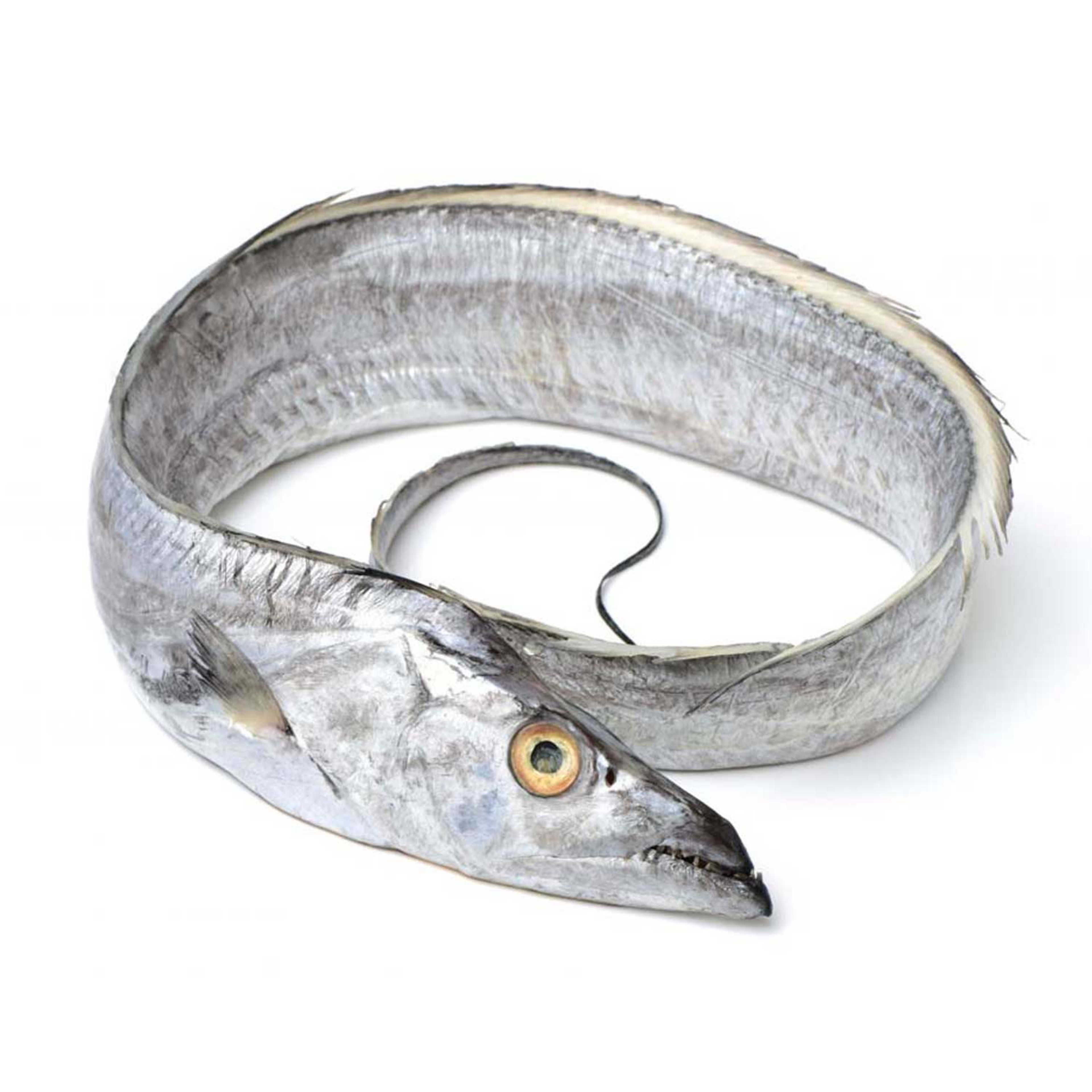 Belt Fish Uae