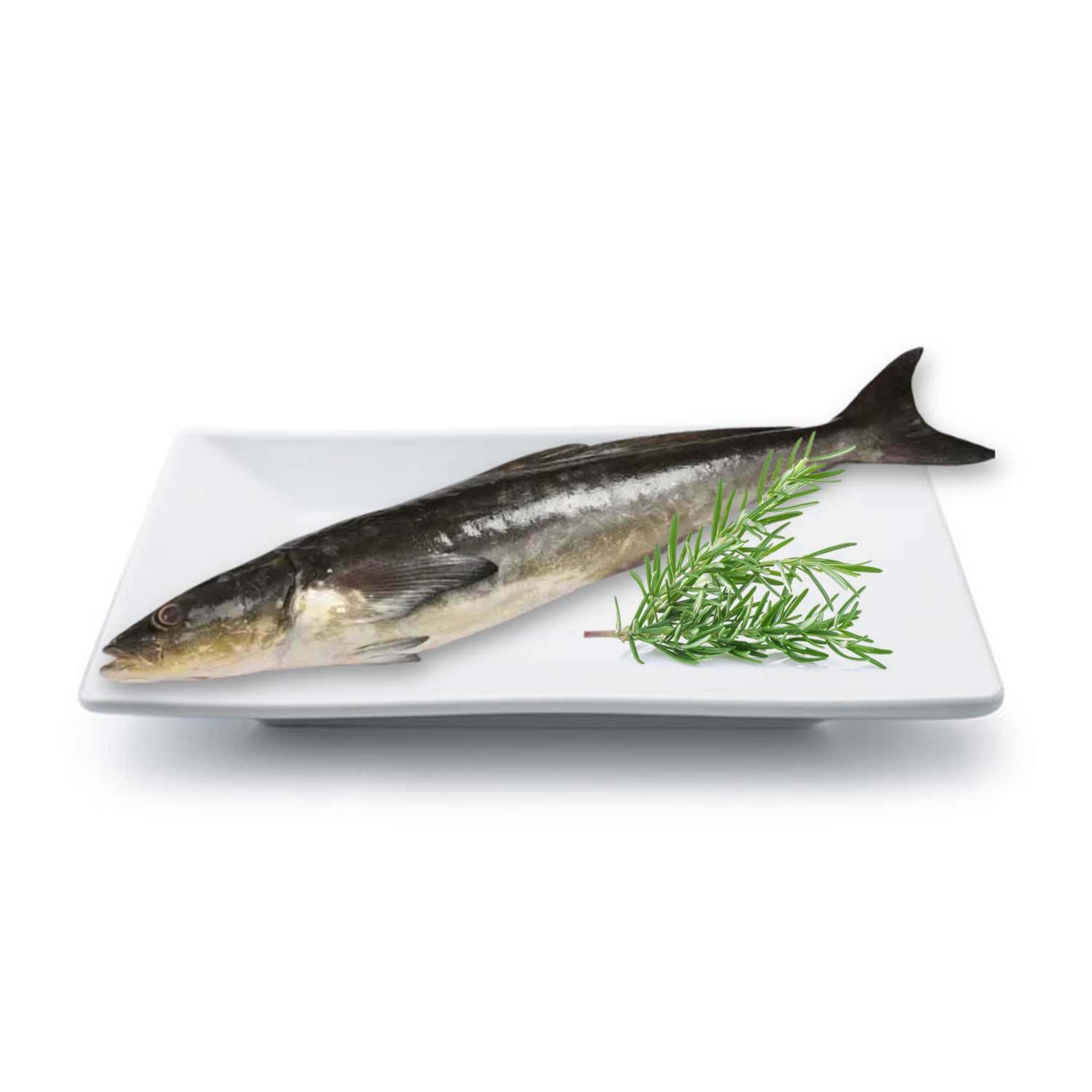 Butter Fish(sekin) Medium Qatar