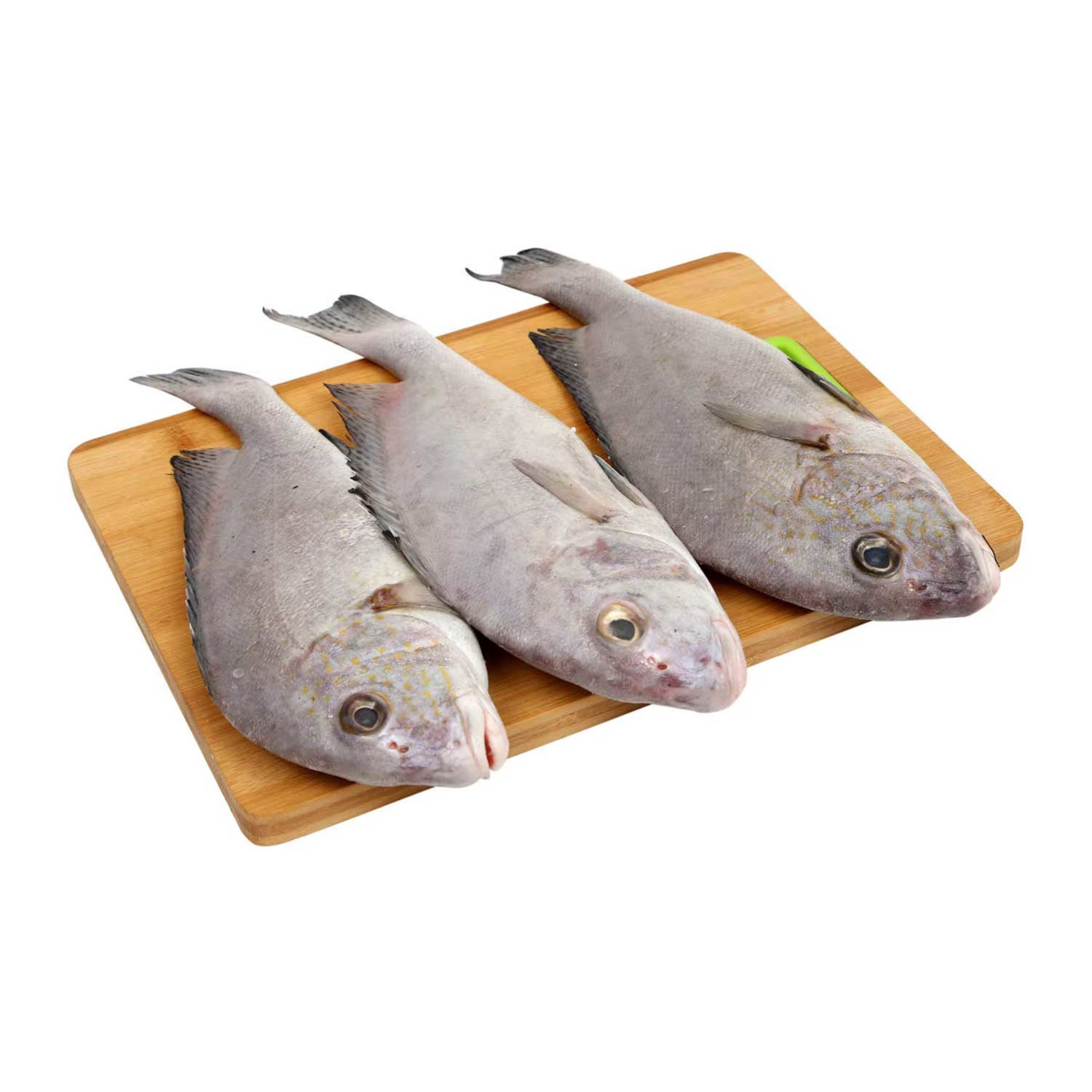 Black Snapper (muthawa) Qatar