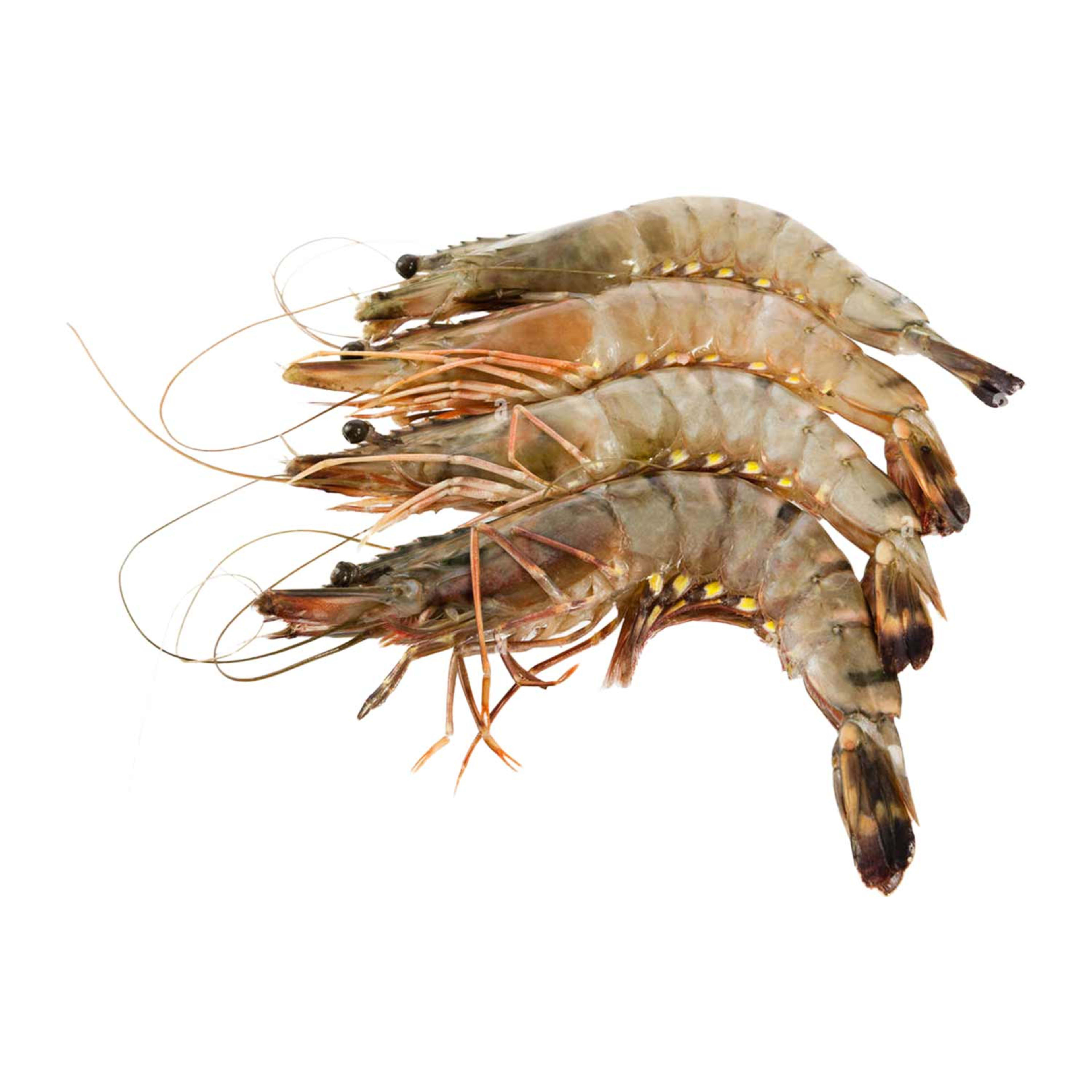 Prawns Jumbo India