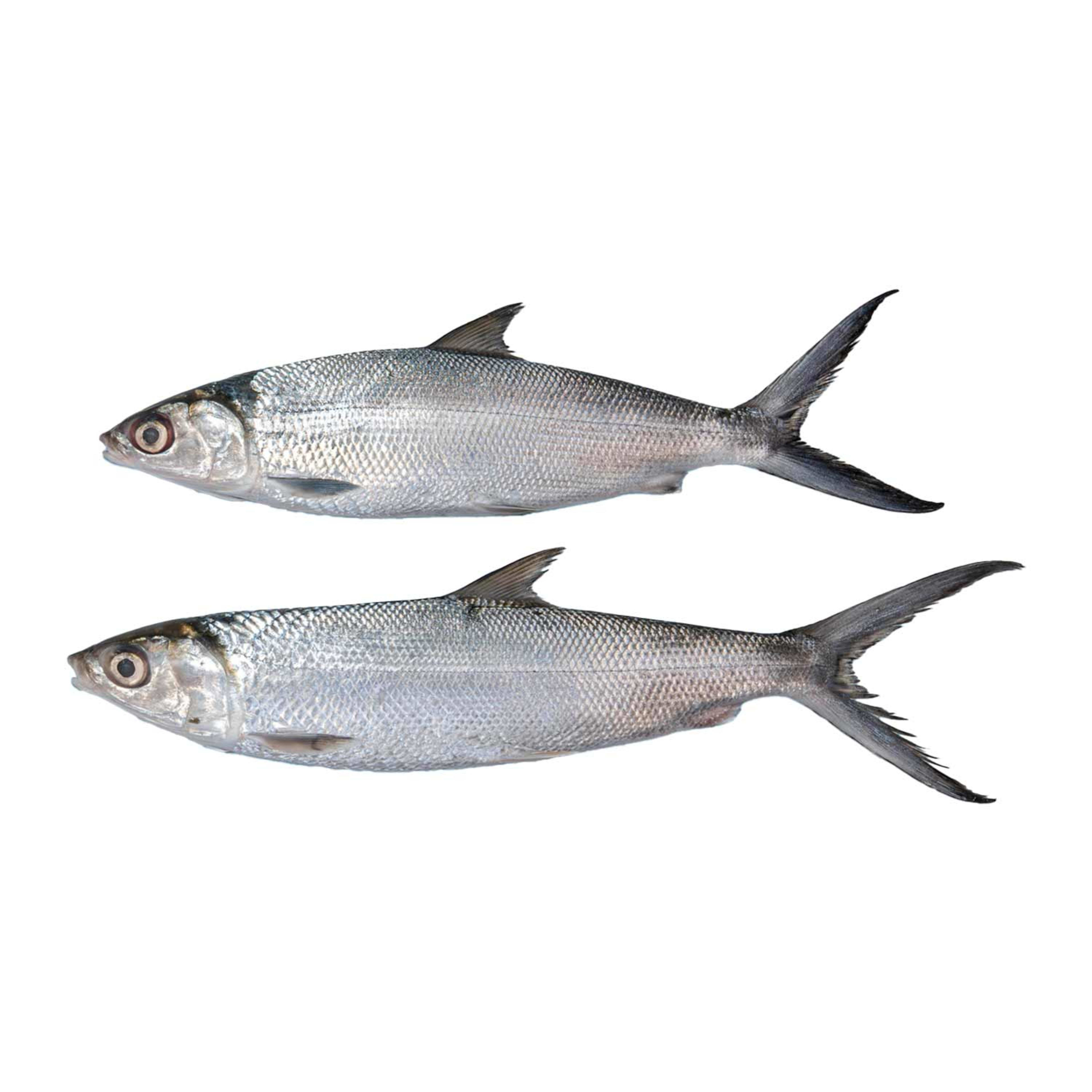 Milk Fish Small