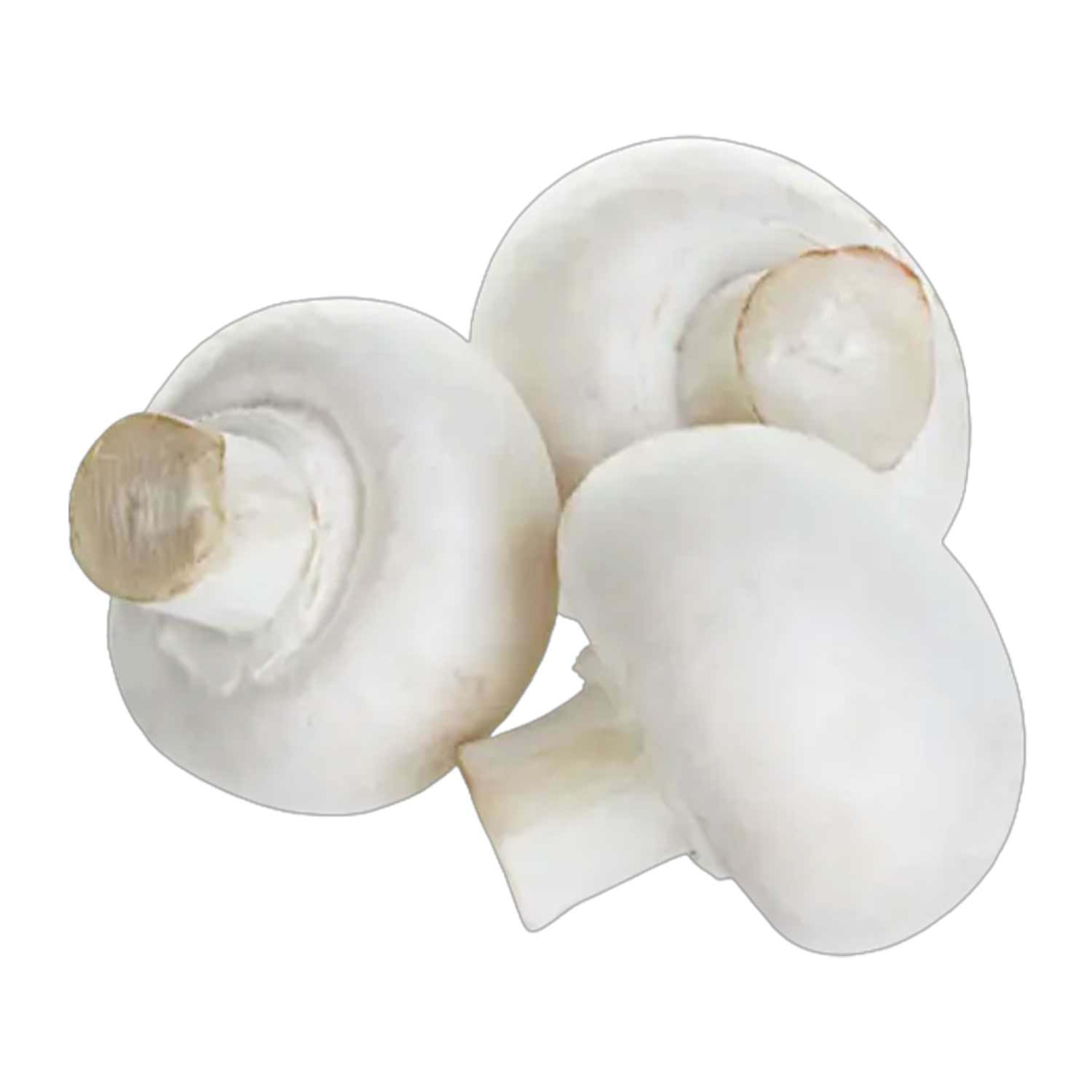 Mushroom Chestnut Holland -