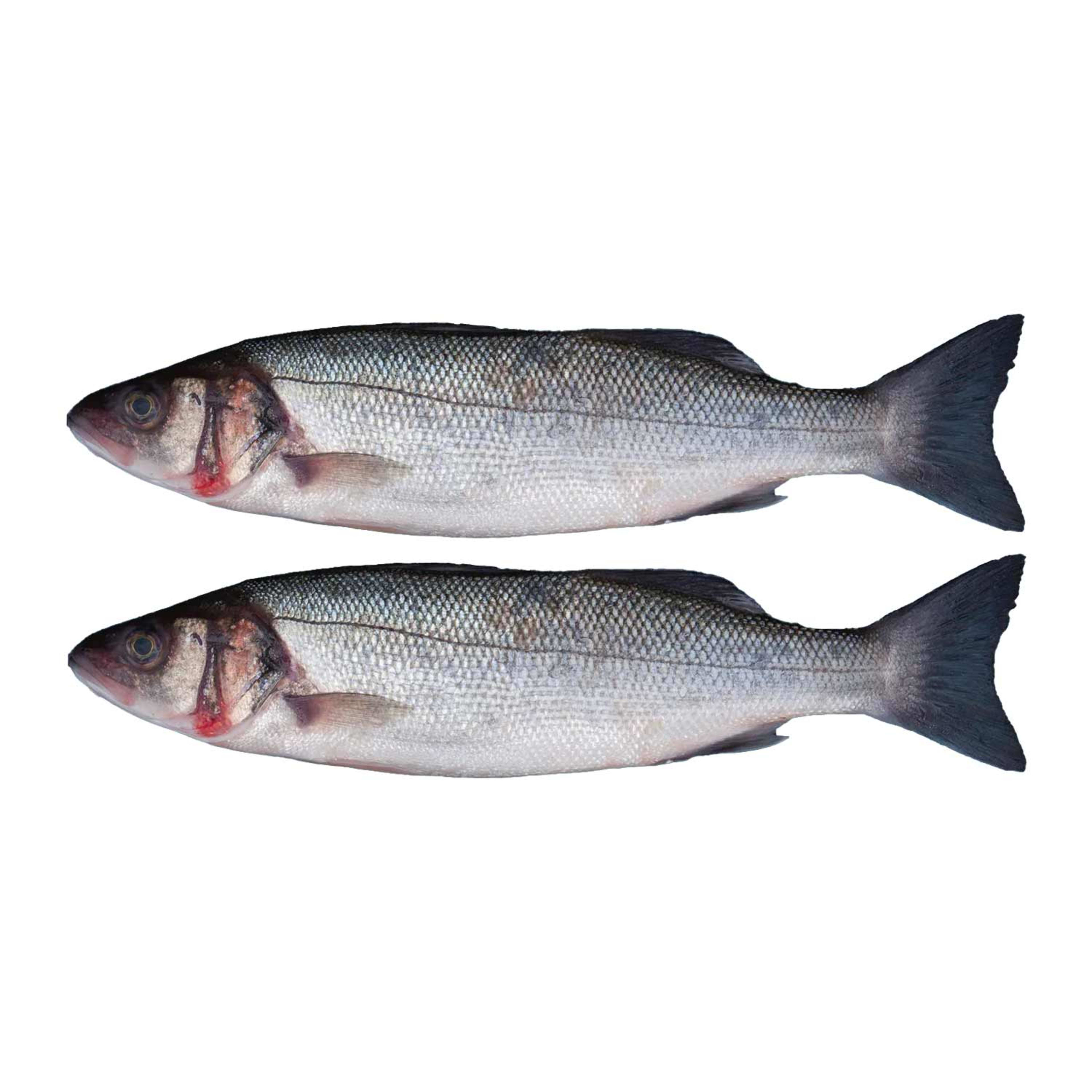 Sea Bass Uae