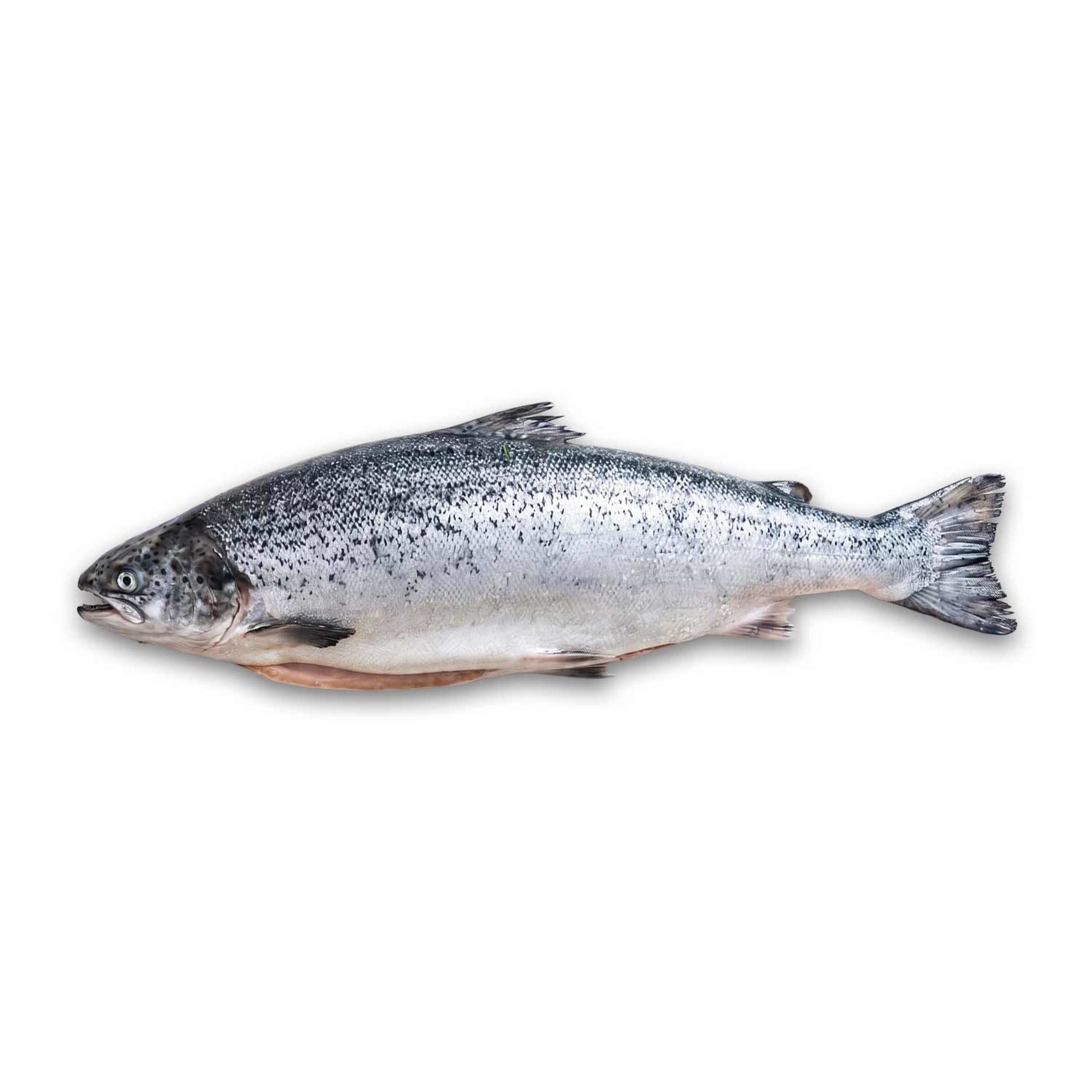 Fresh Salmon 2/3 Norway