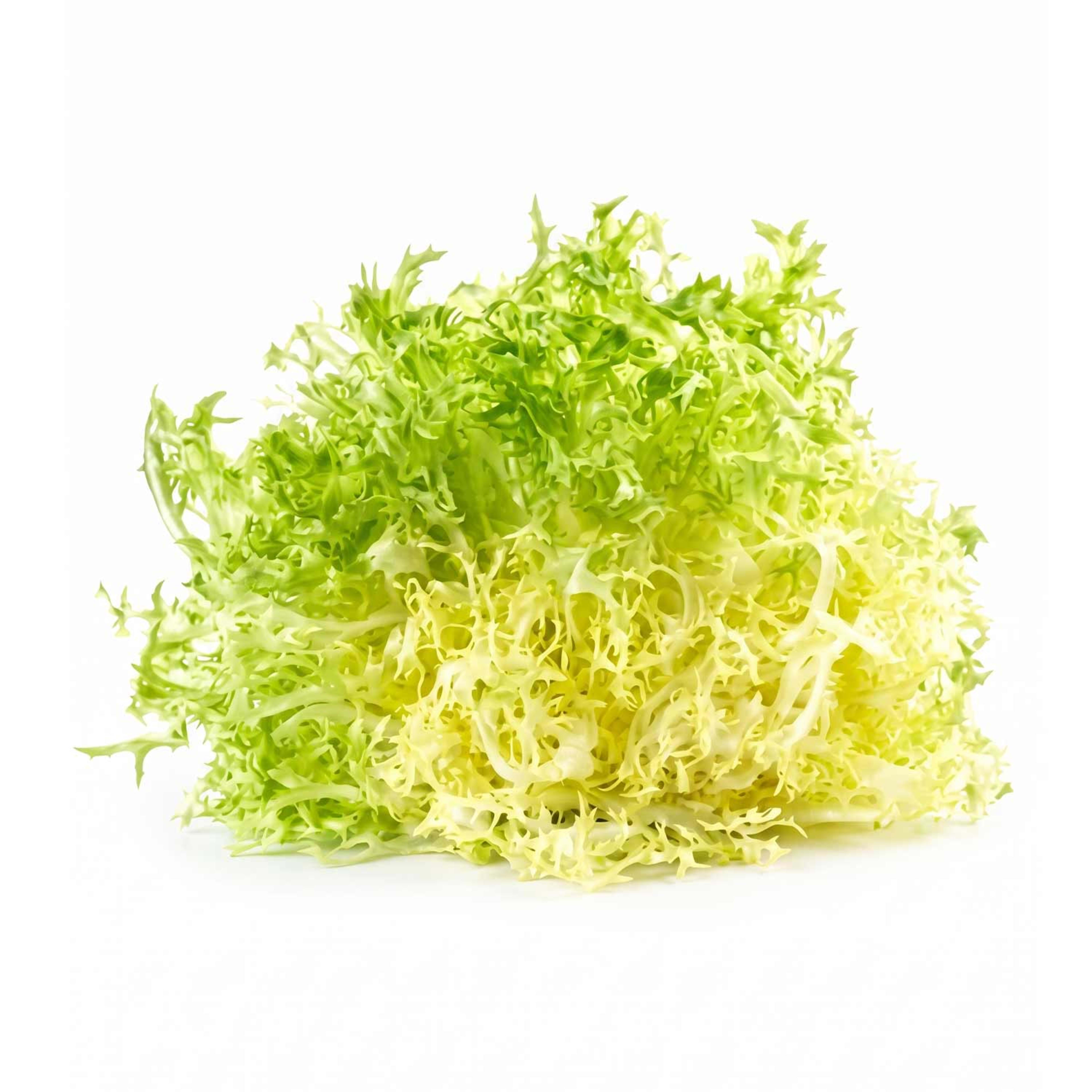 Lettuce Frisee Yellow