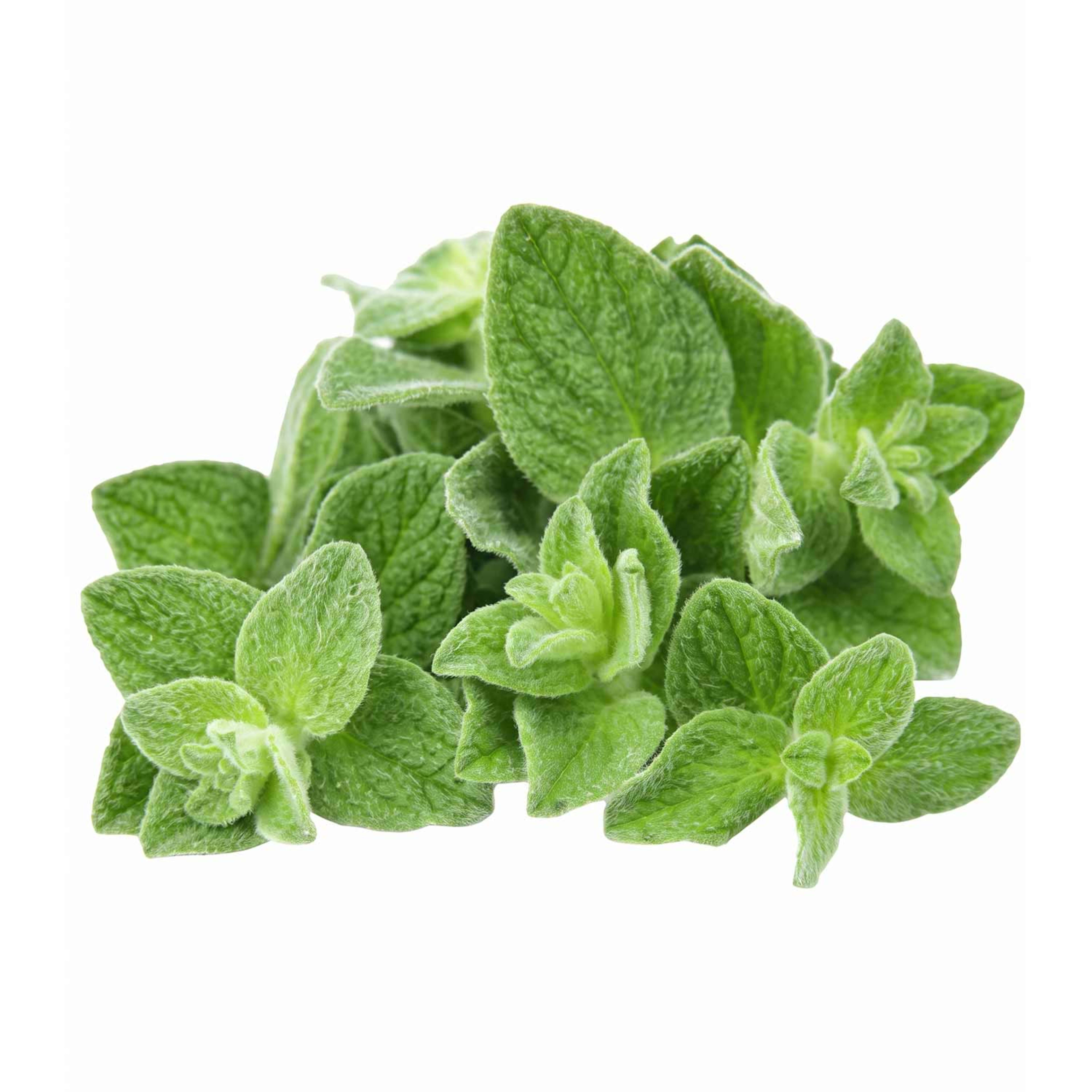 Herbs Oregano Kenya