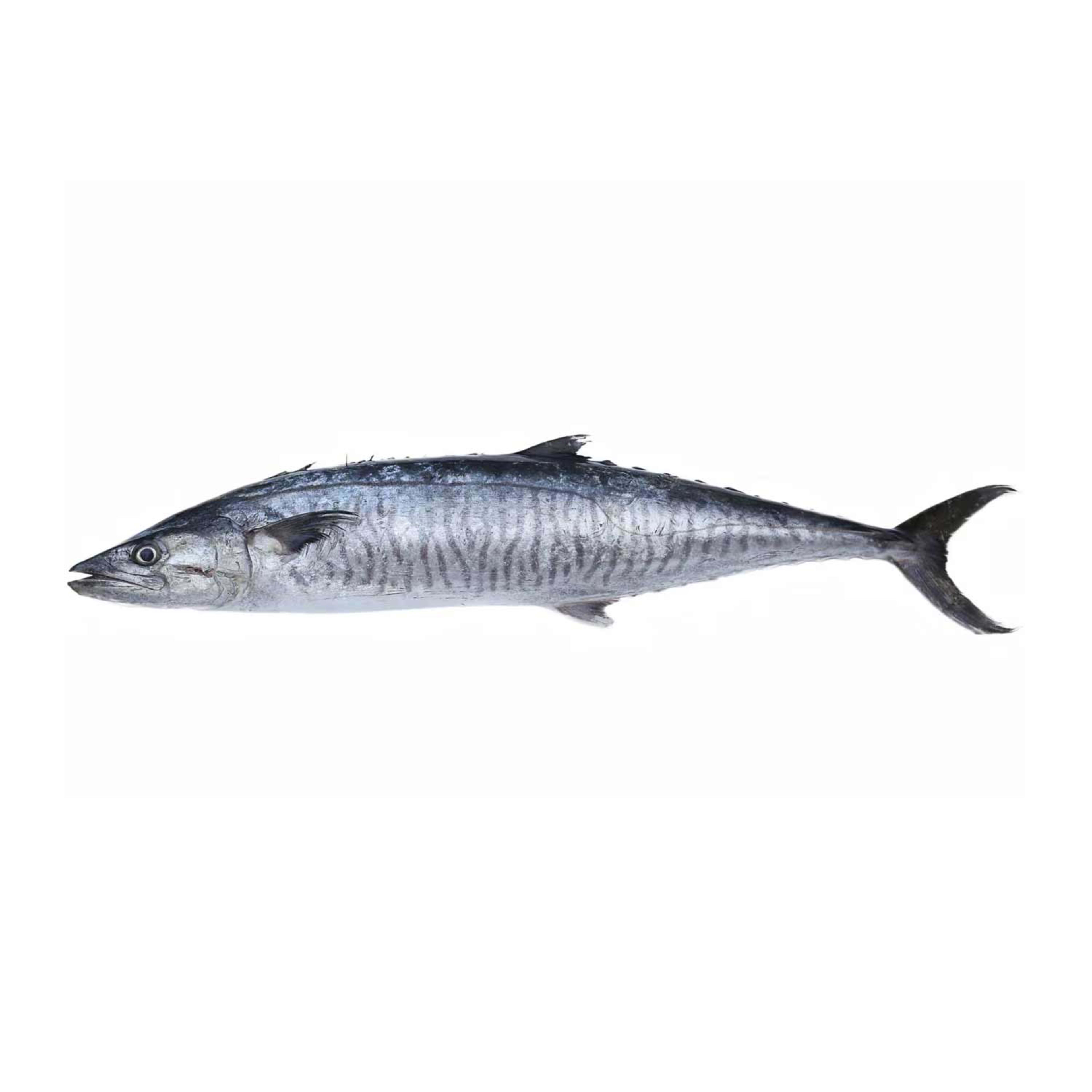 King Fish Uae