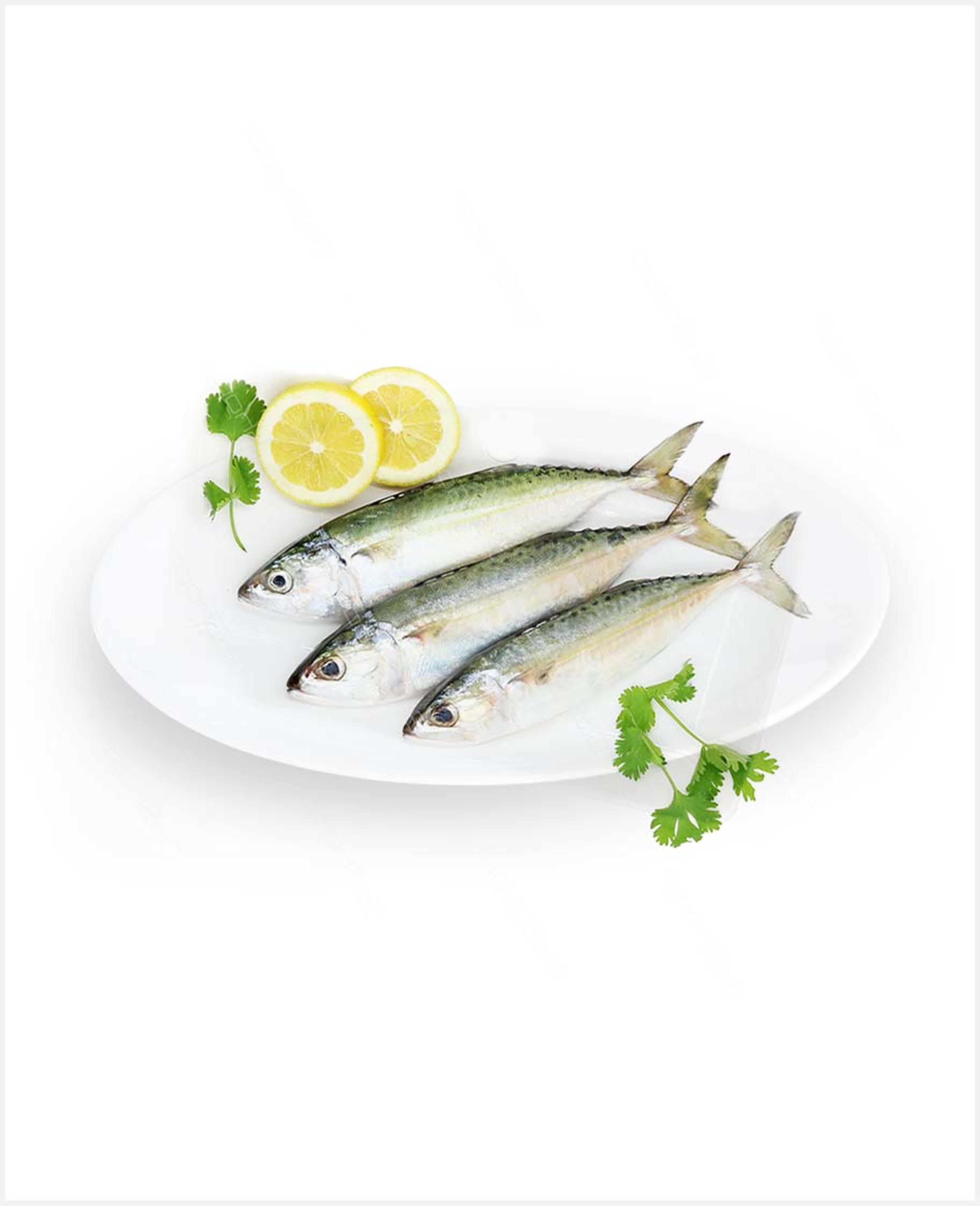 Mackerel Fish Uae