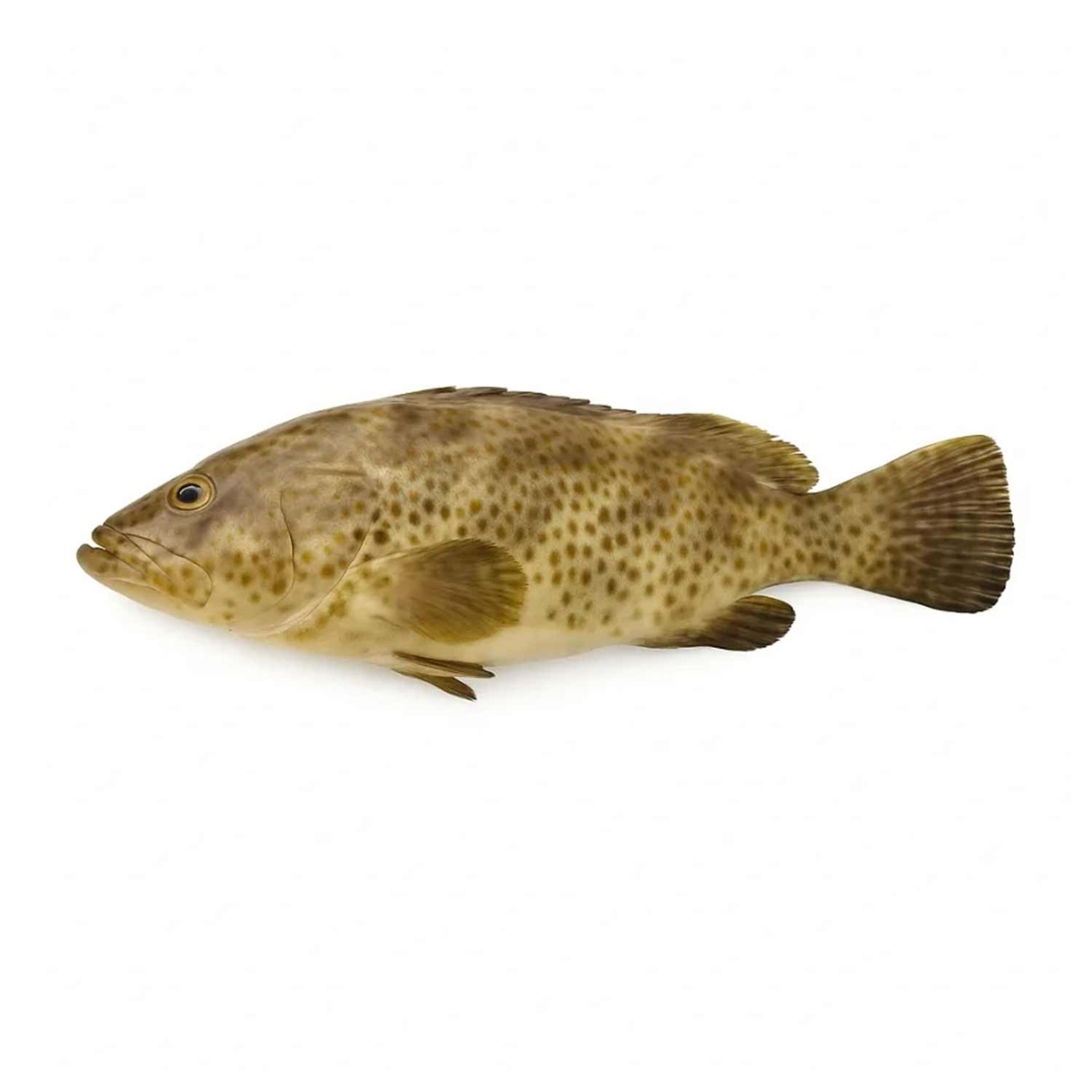 Hamour Medium Qatar