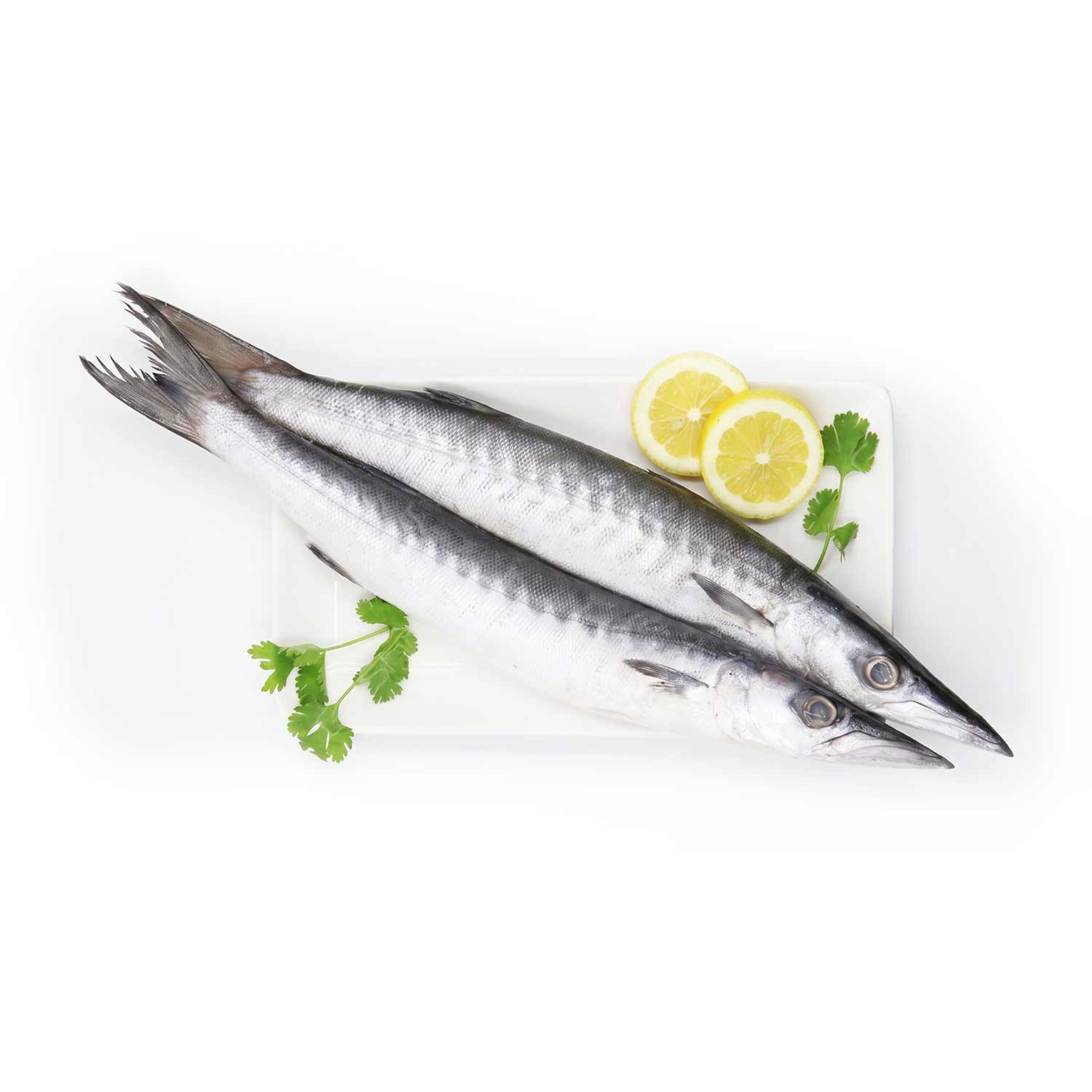 Barracuda Fish Qatar