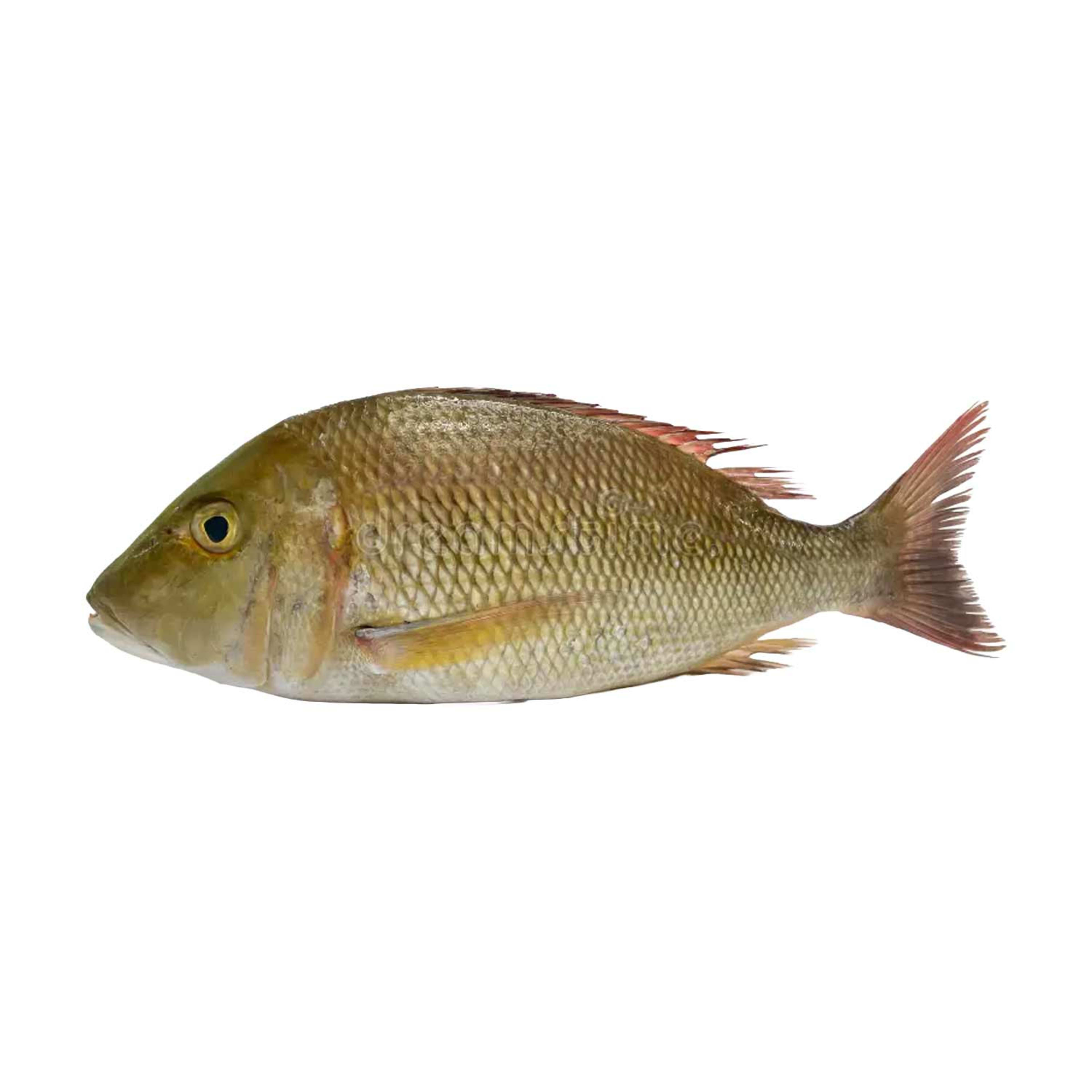 Sherry Fish Big Qatar