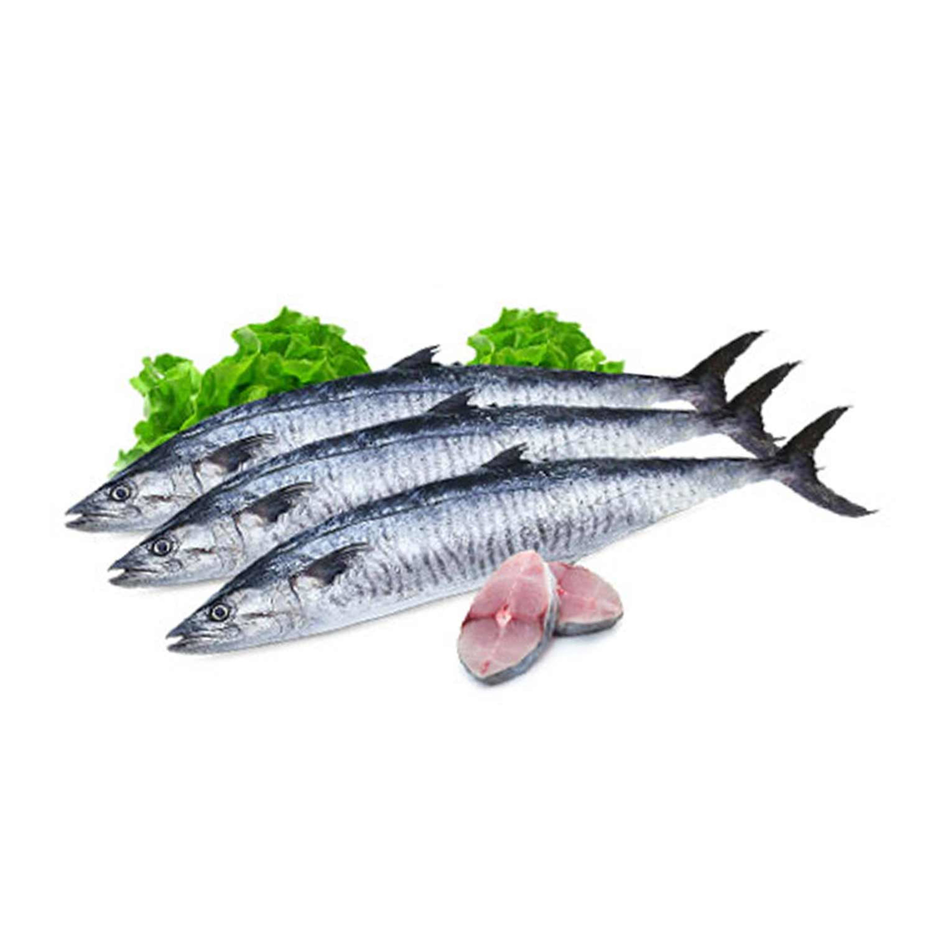 King Fish Small Qatar