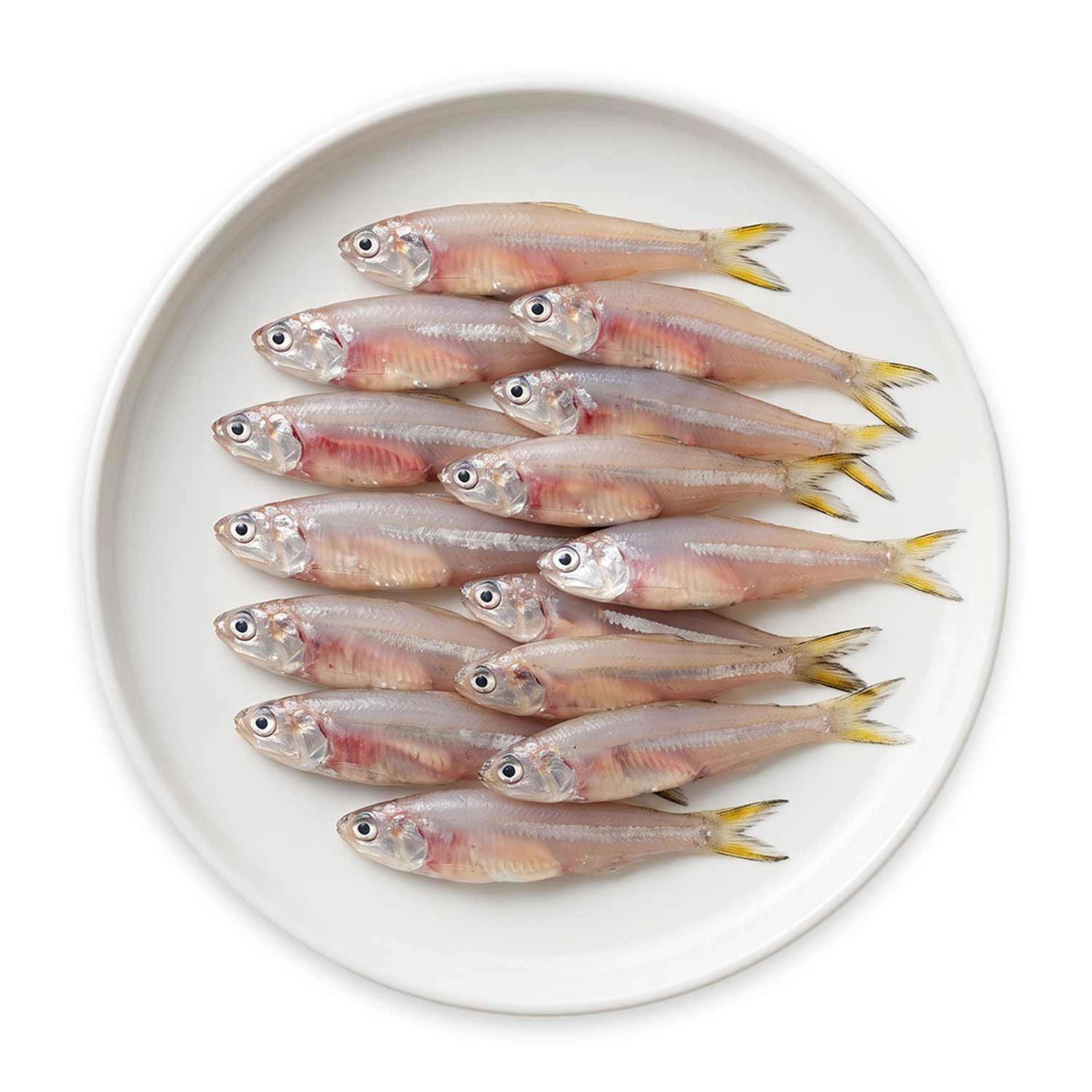 Anchovy Fish