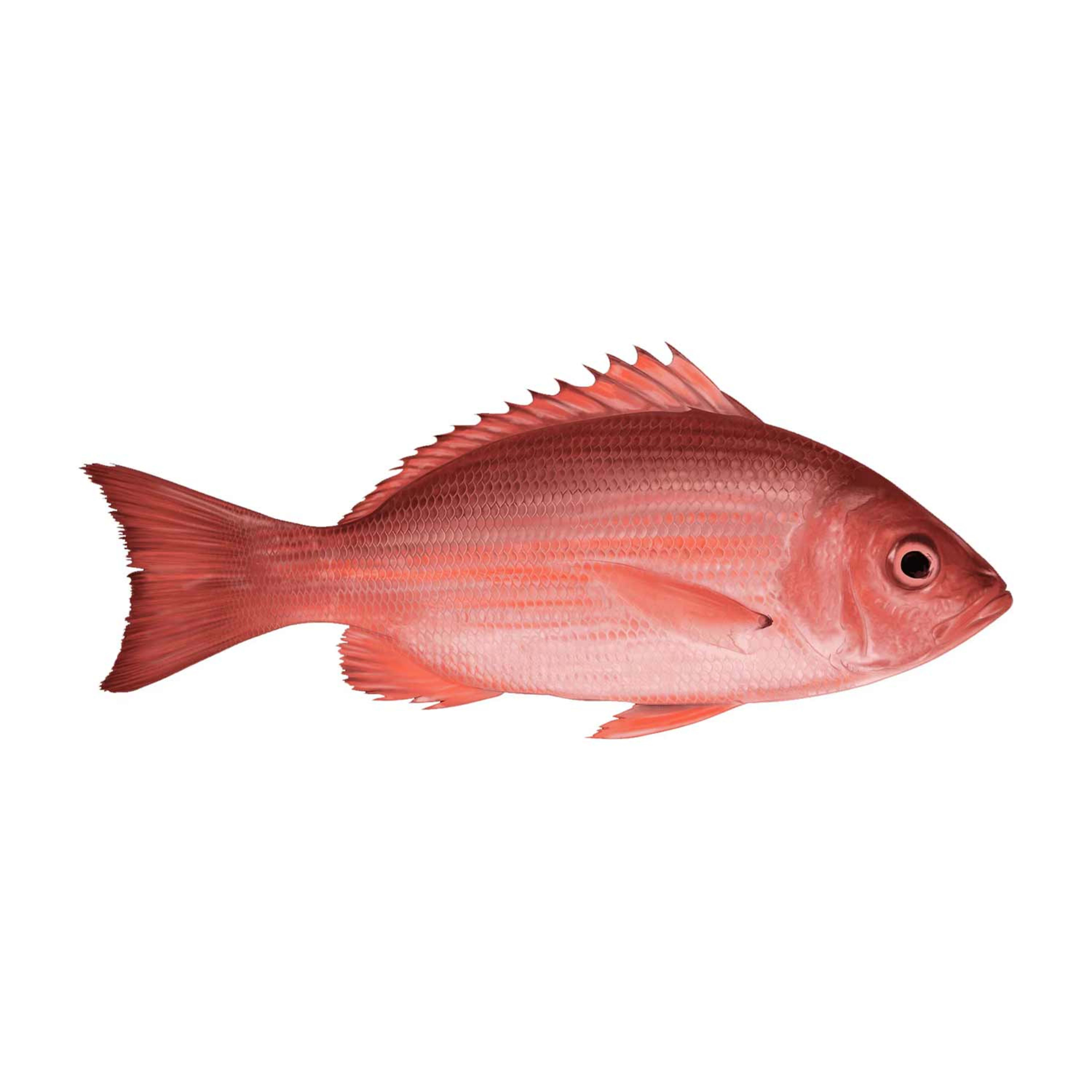 Red Snapper Fish Qatar