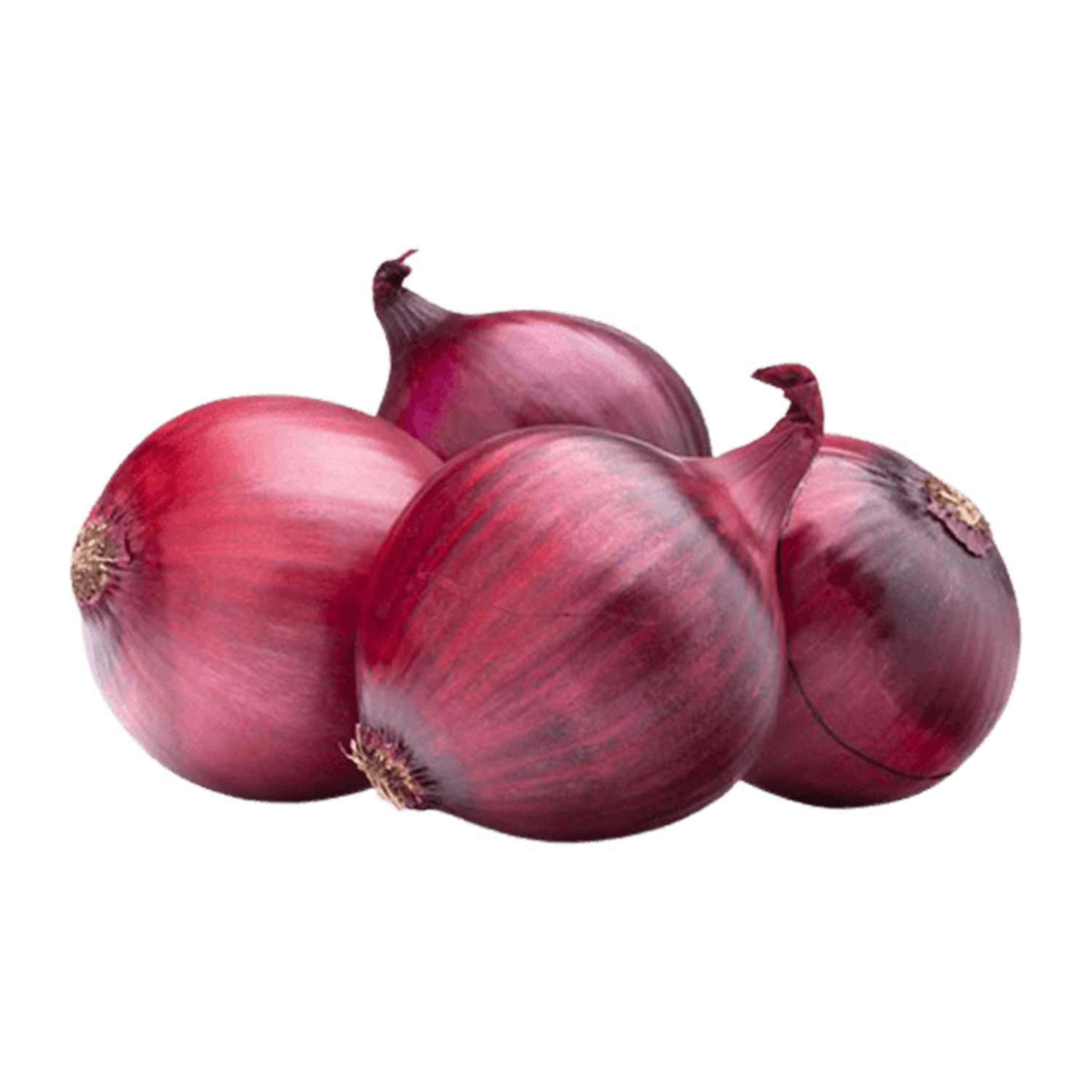 Onion Red Egypt