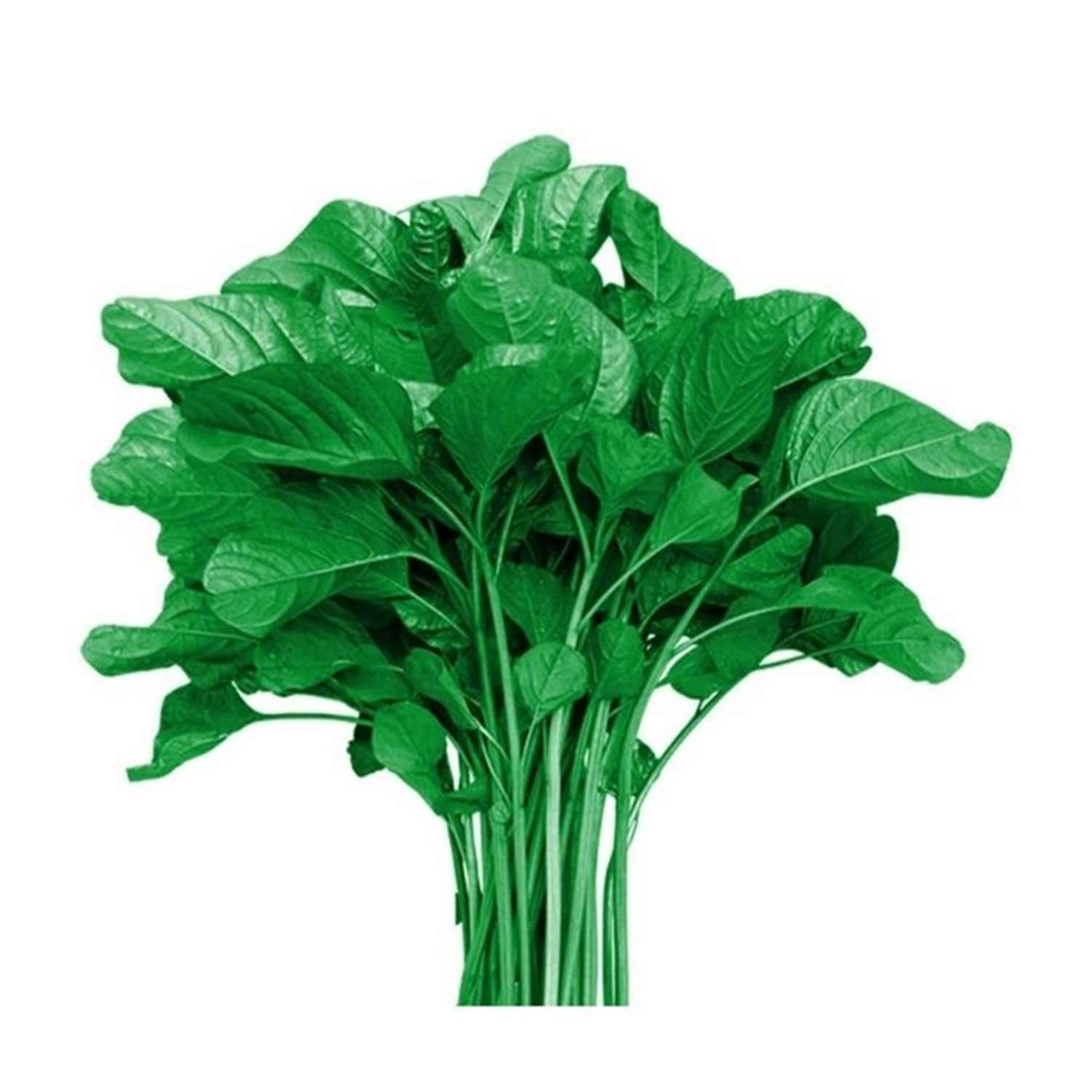 Green Cheera Qatar