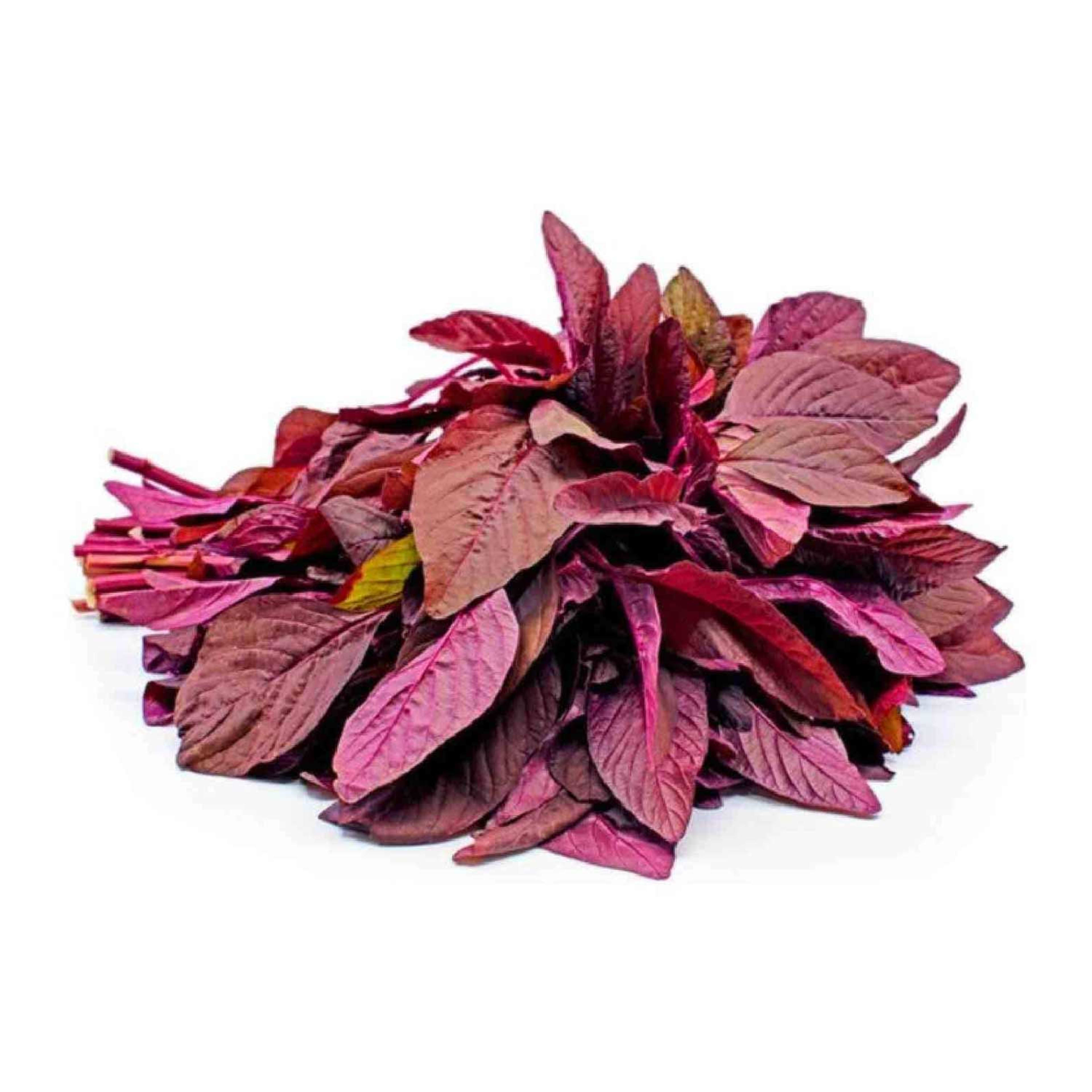 Red Cheera Qatar