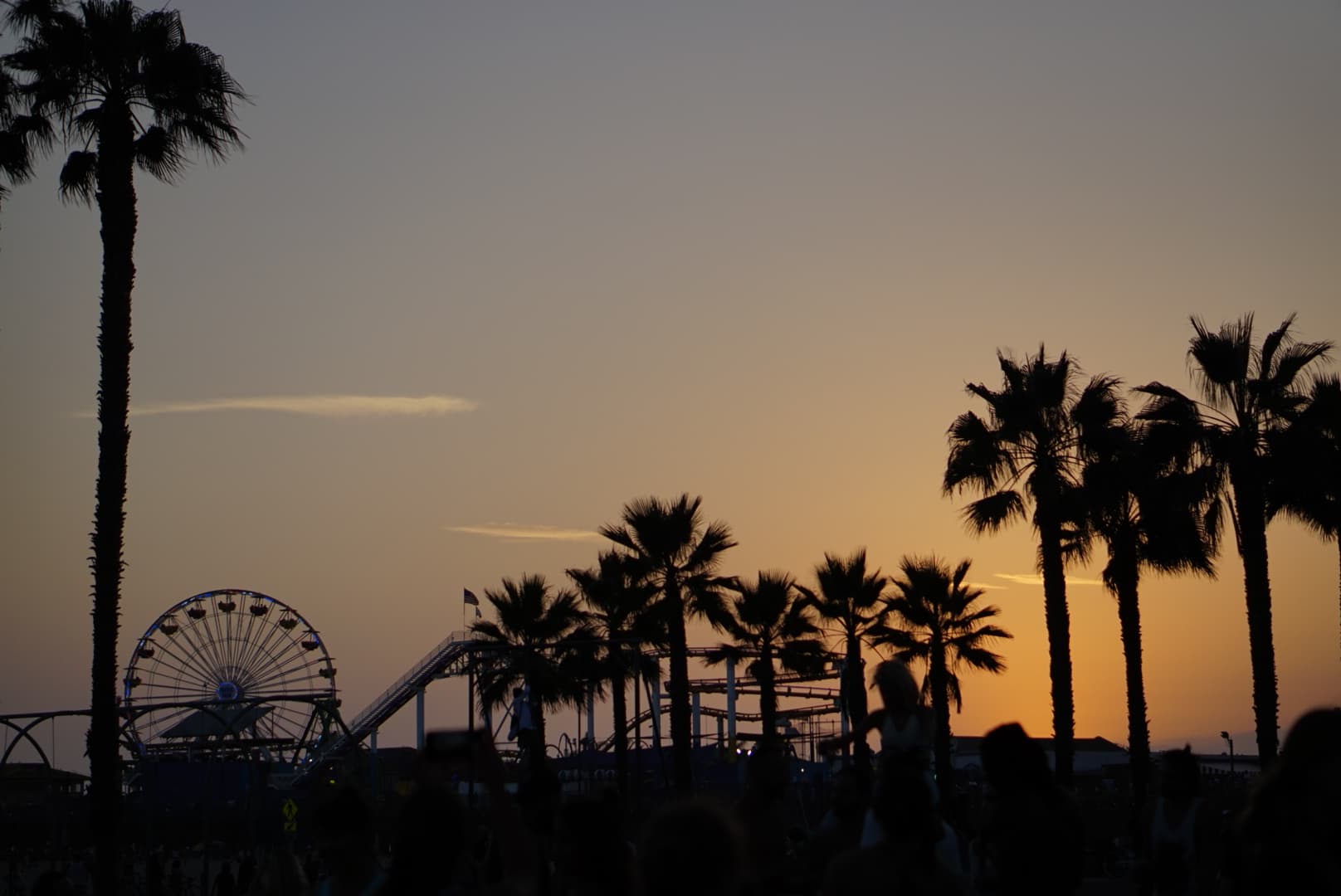 Palm Trees. Taken in Santa Monica, California