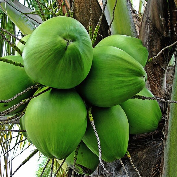 Coconut plants Farmlisty™ Global Alliance