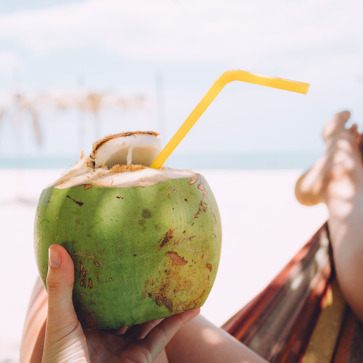 Coconut plants Farmlisty™ Global Alliance