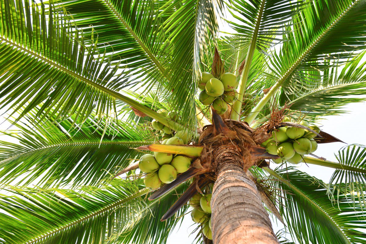 Coconut Plants Farmlisty™ Global Alliance 