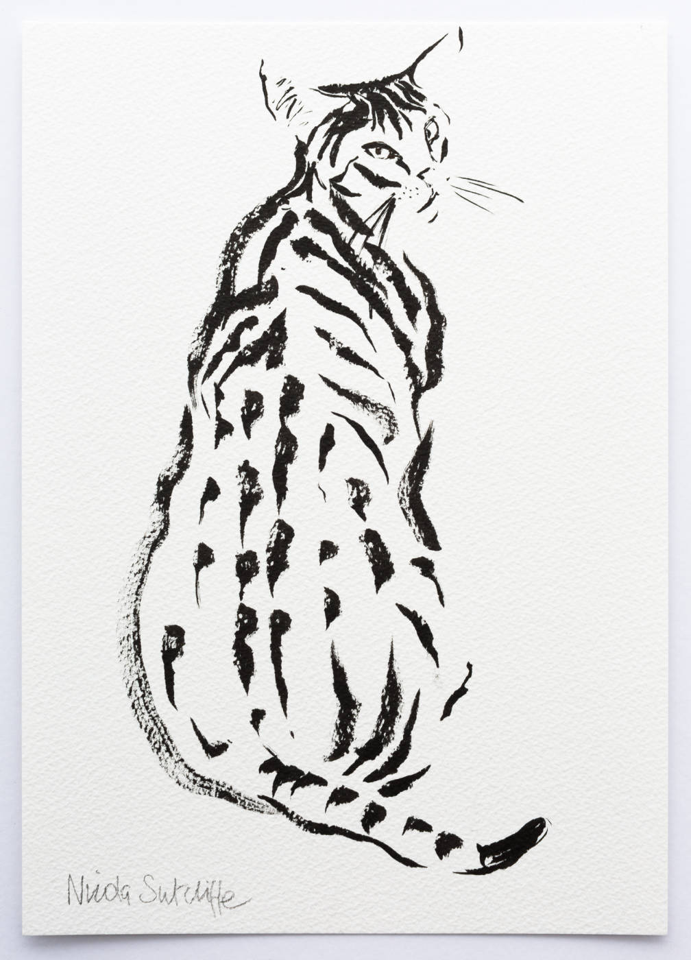 Sassy Cat