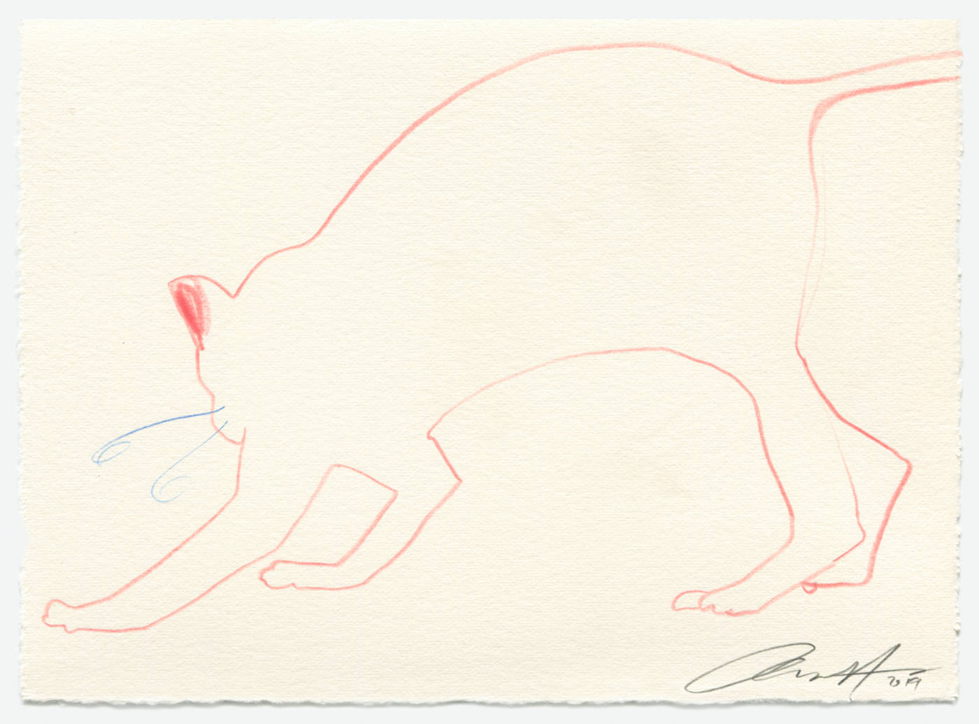 Pink Cat 3