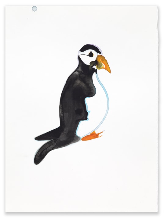 Puffin