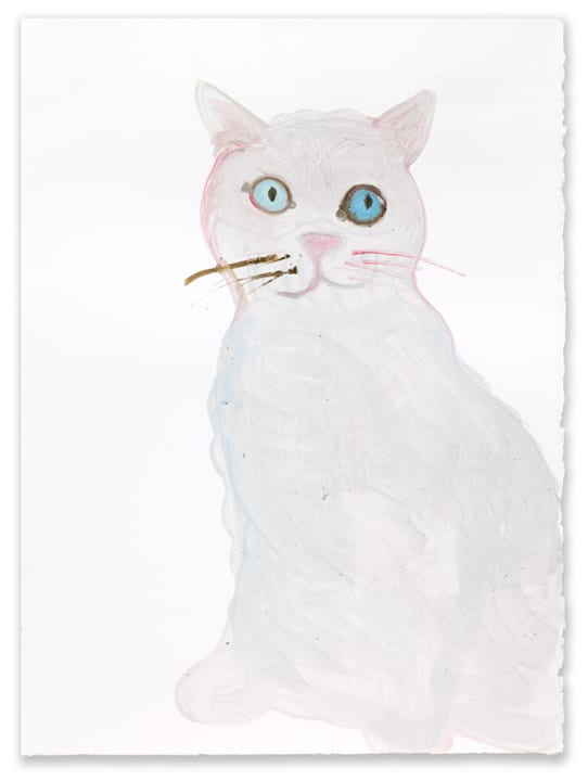 British Short Hair Cat