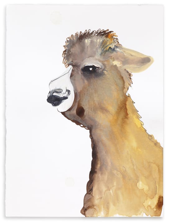 Lama