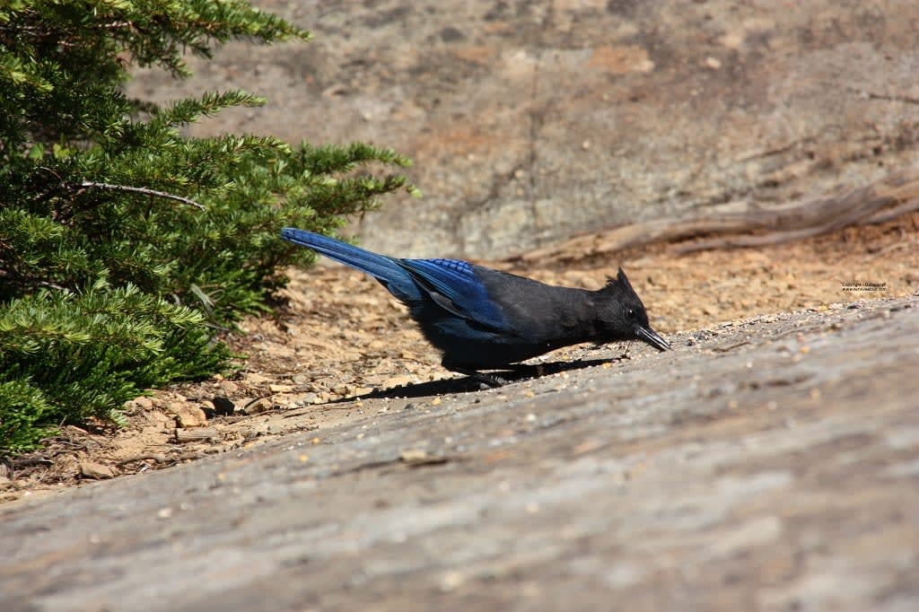 Schwarz-blauer Vogel folgt mir auf Survival Tour