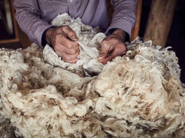 de la laine de mouton mérinos en grande quantité en train d'être manipulée par un éleveur