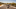 Brand Header