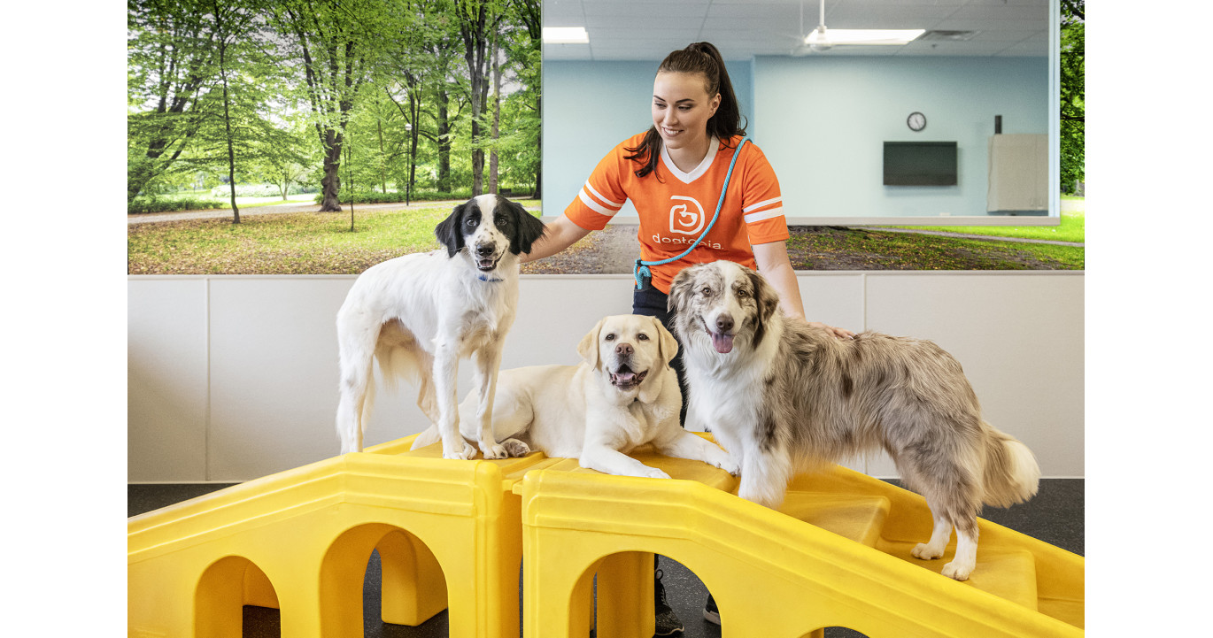 Dogtopia Franchise Reviews Dog Day Care Franchise Opportunities