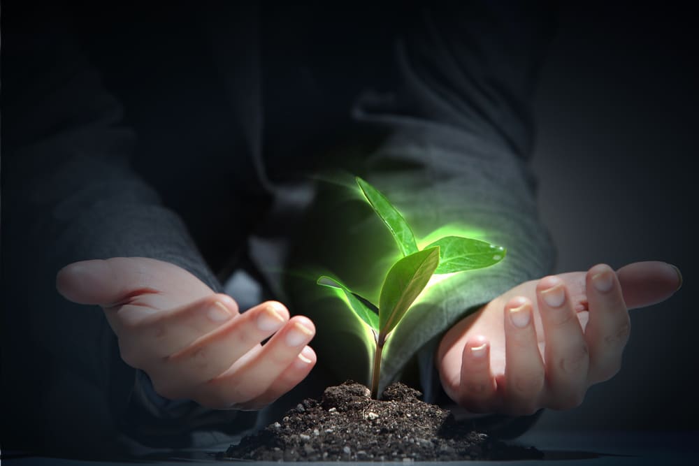 Young plant life process High-Performing Business Development for Franchisors