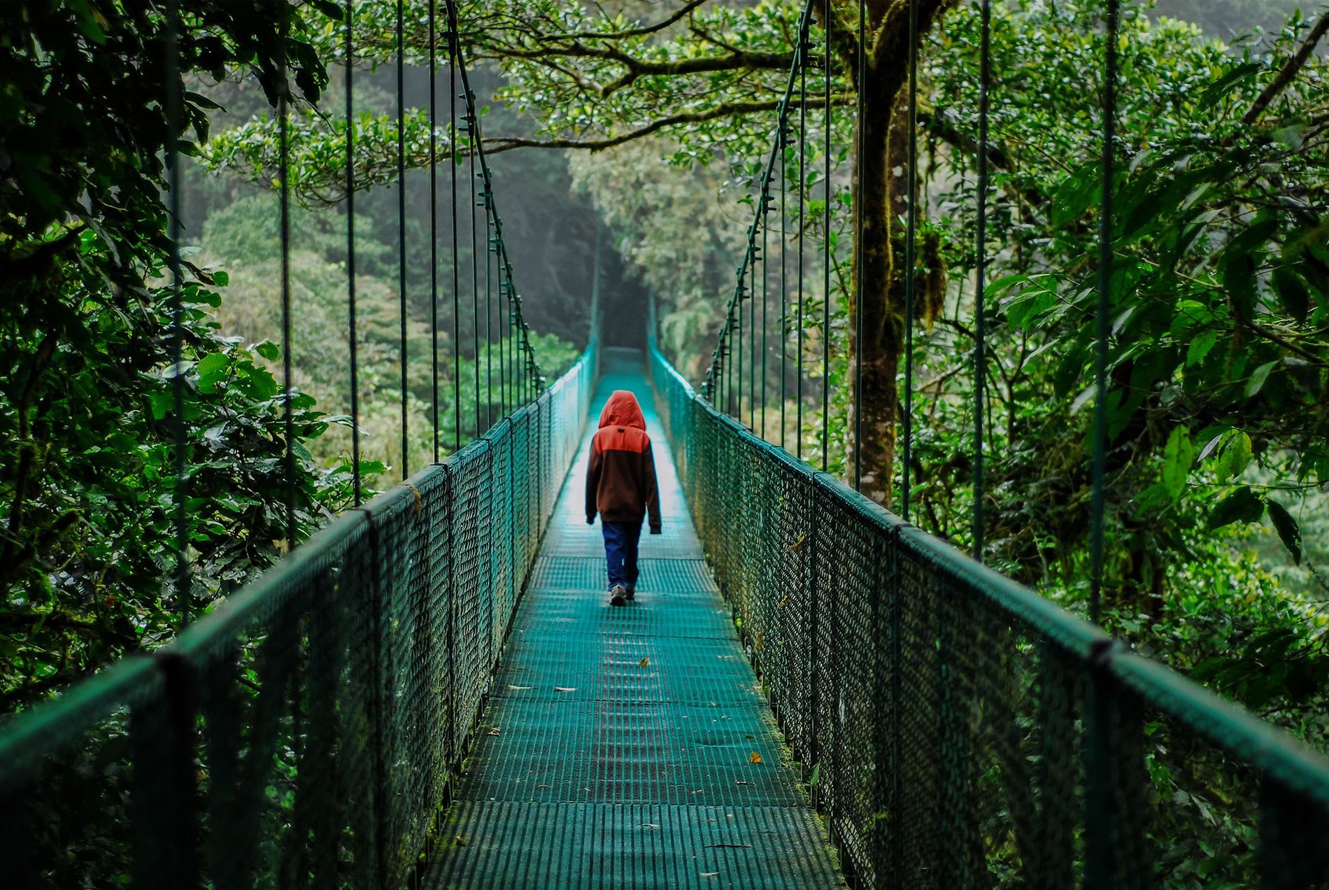 Puntarenas Shore Excursions: Monteverde Cloud Forest, Hanging Bridges & Butterflies Garden