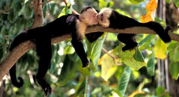 Puerto Limón Shore Excursion: The Rainforest Experience, Rio Banano Kayak Tour & Cahuita Wildlife Nature Reserve